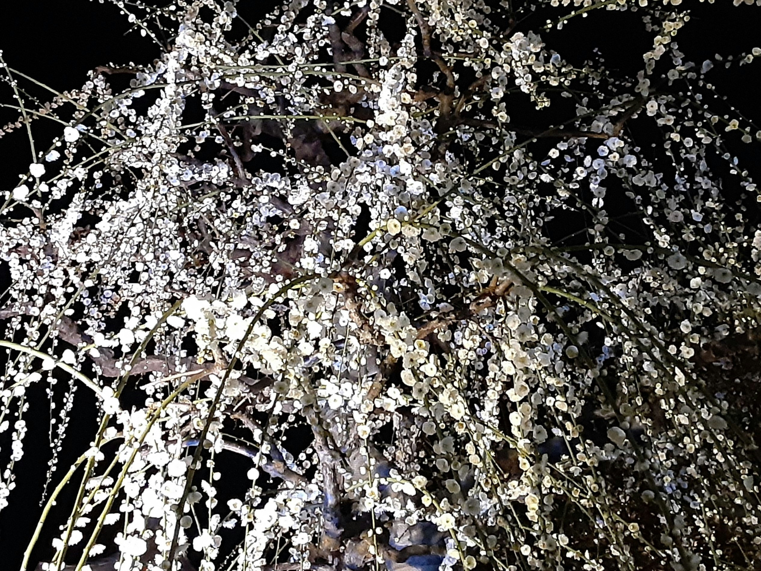 夜空のような背景に咲く桜の花びらと枝