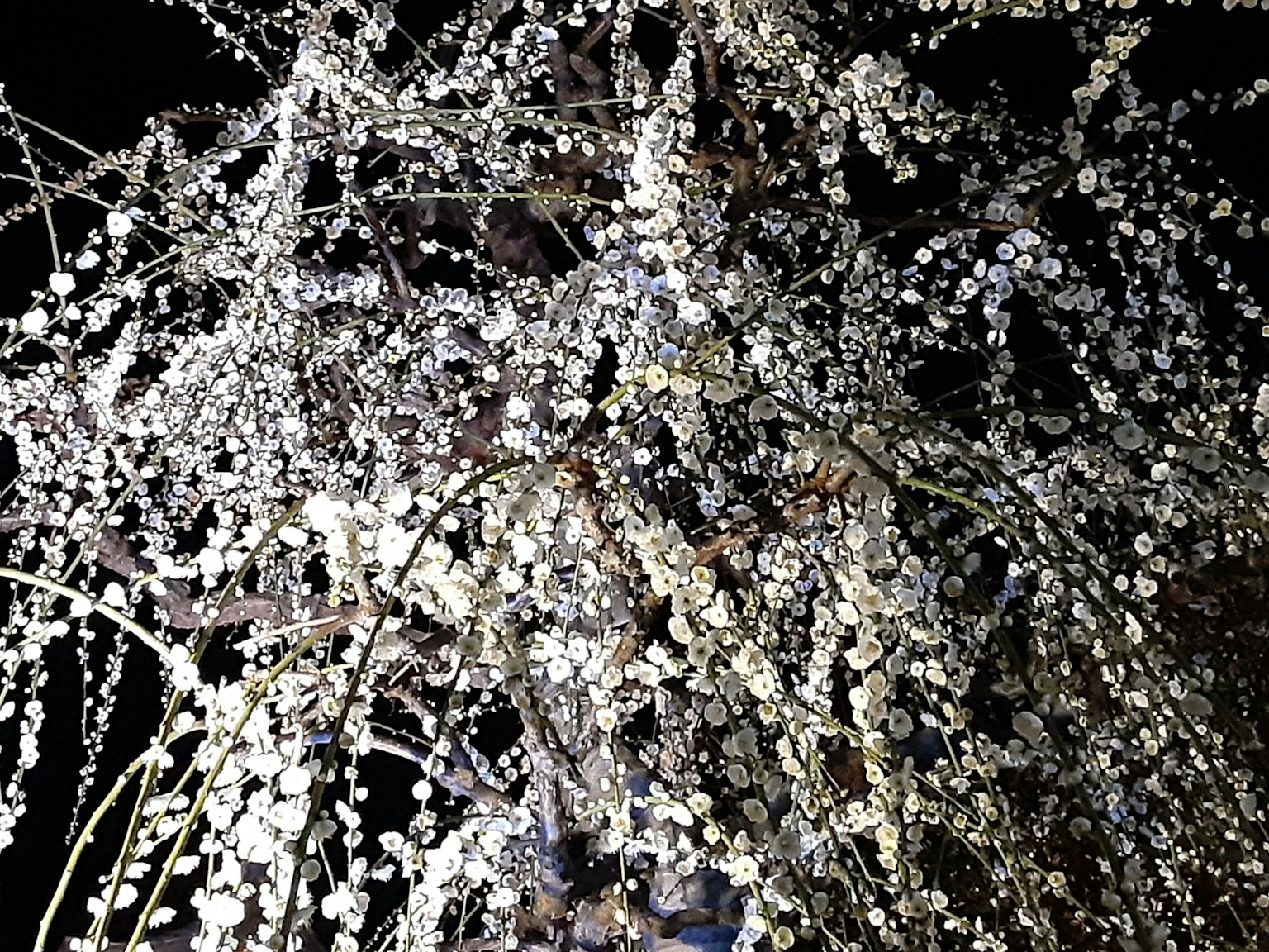 Branches de fleurs blanches magnifiques fleurissant la nuit