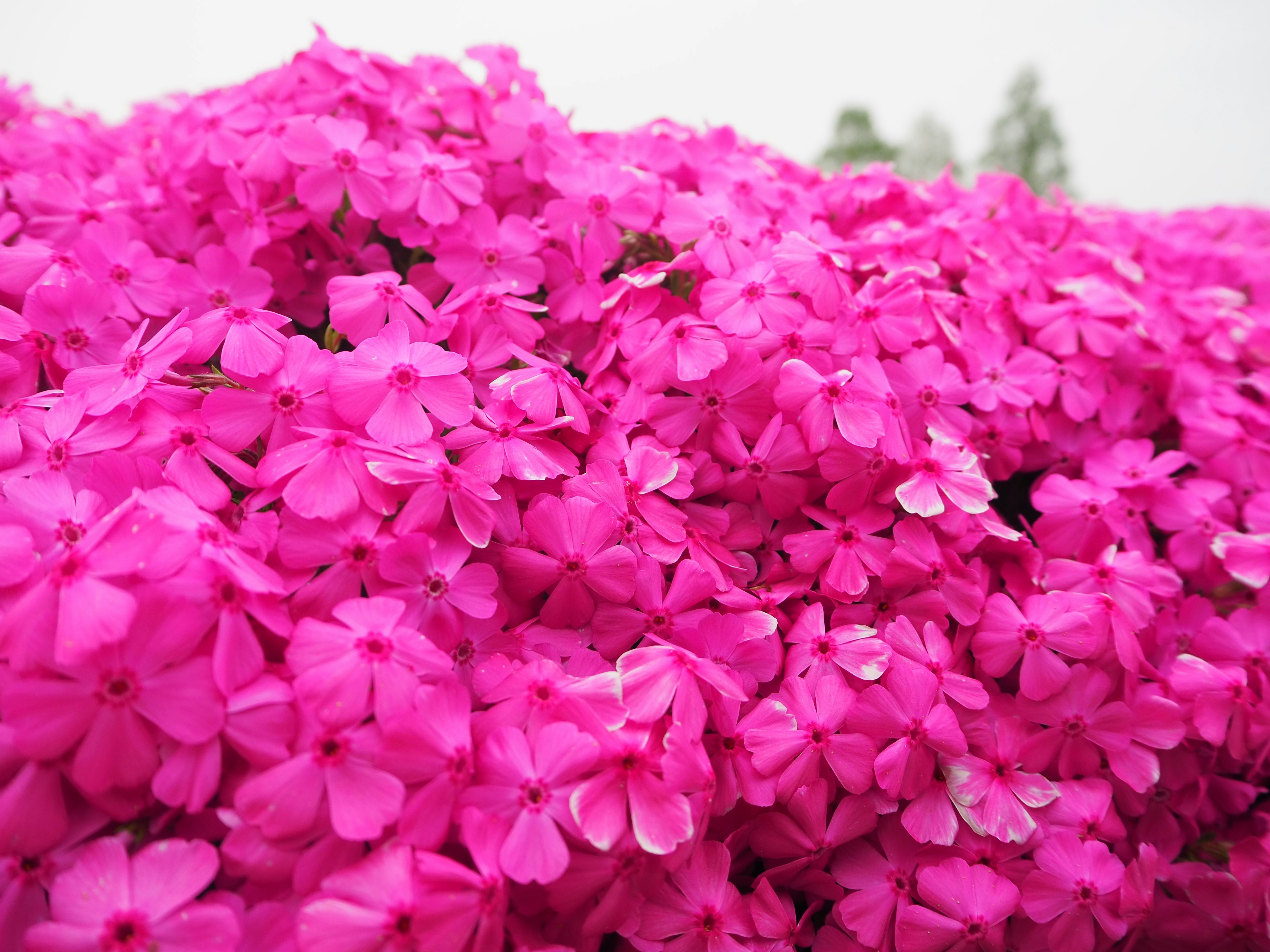 ピンクの芝桜の群生