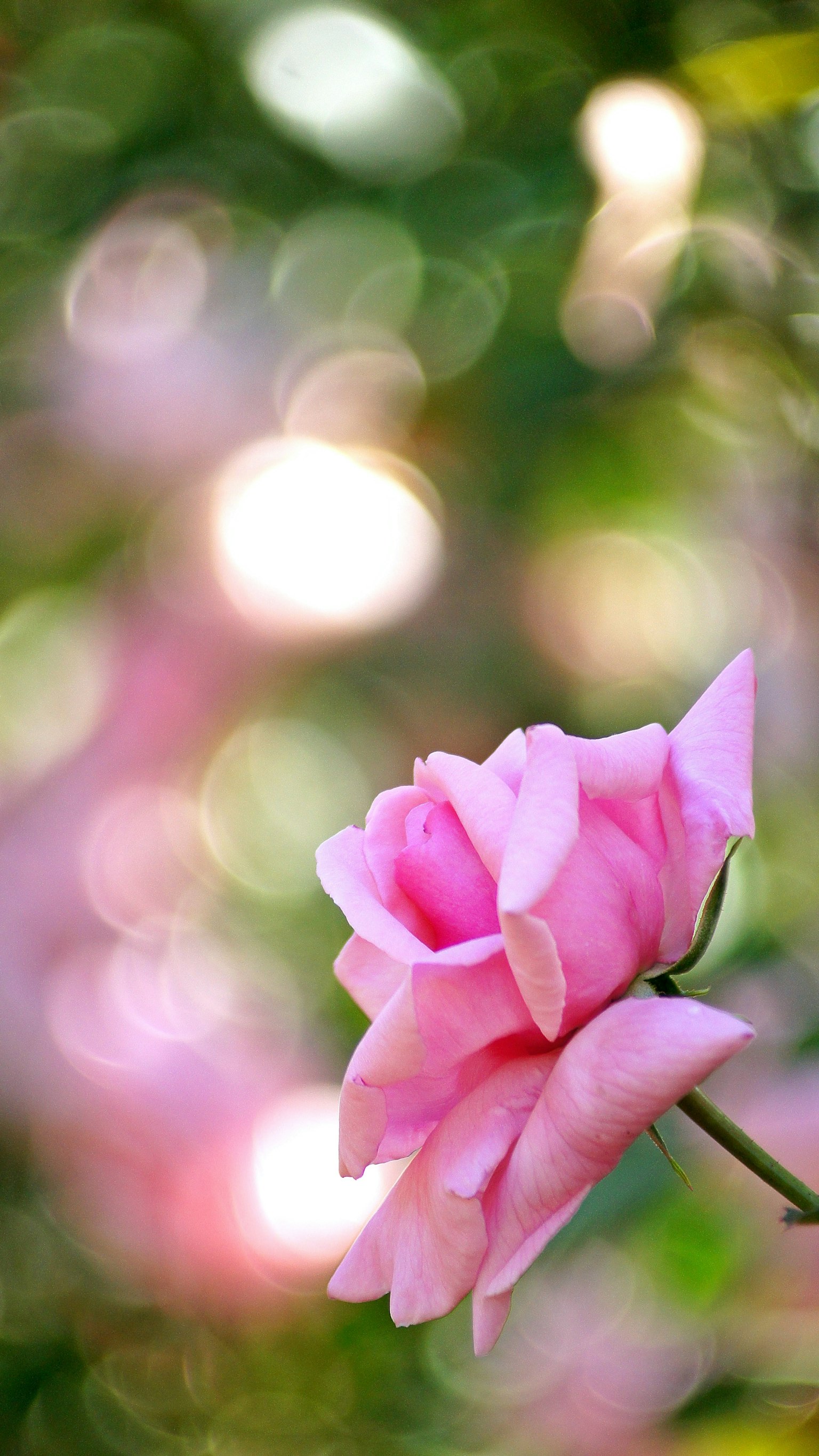 Une rose rose se détache magnifiquement contre un arrière-plan flou