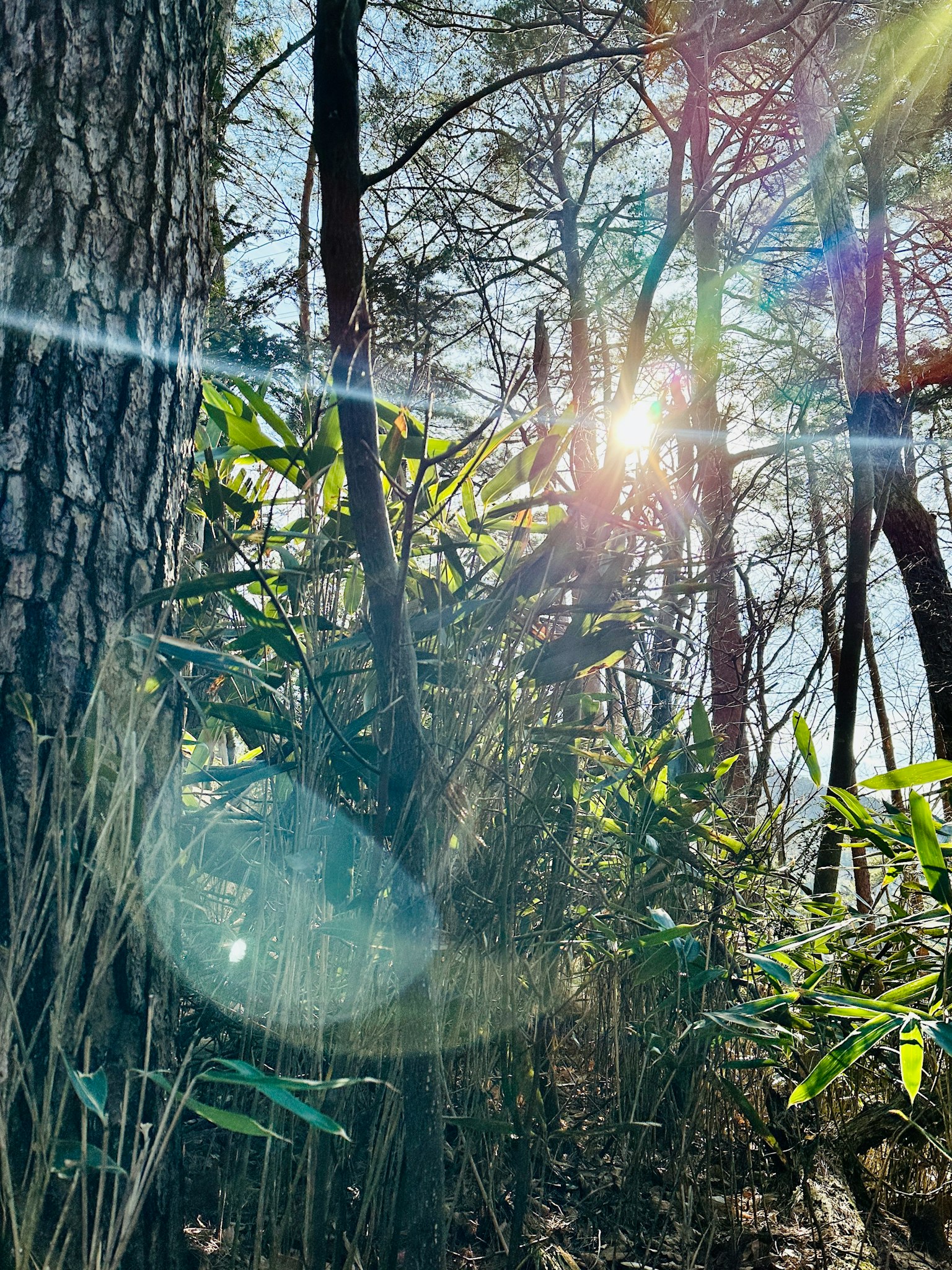 Luce solare che filtra attraverso una foresta con bamboo e alberi