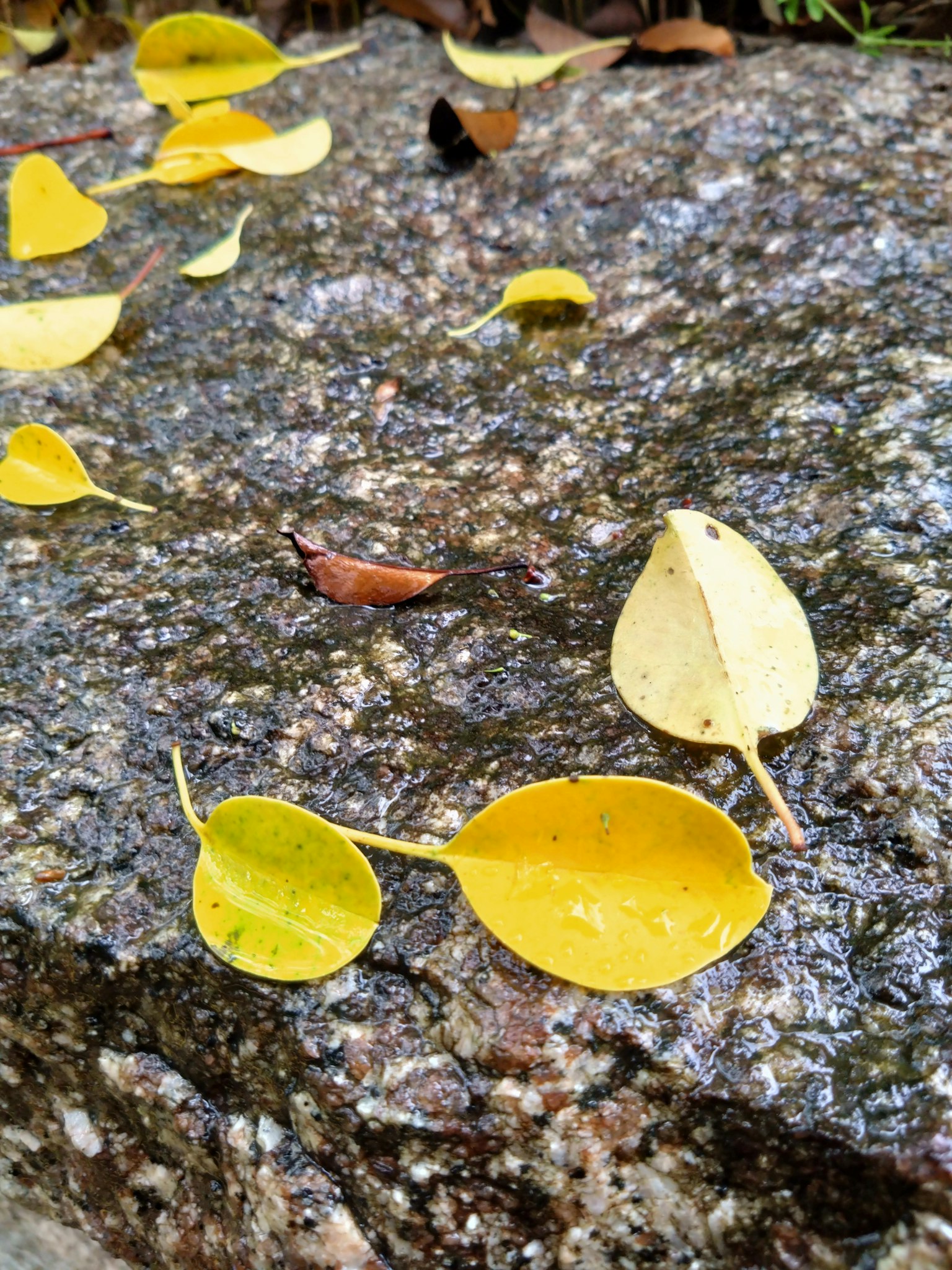 Yellow leaves scattered on a stone surface