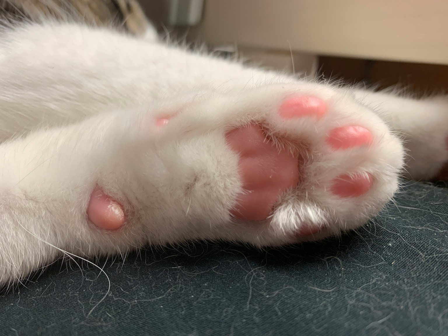 Close-up of a white cat's paw with pink pads and claws
