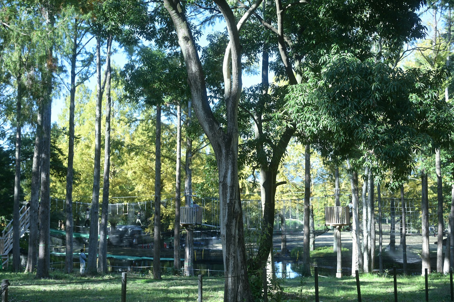 被郁郁葱葱的树木环绕的公园风景