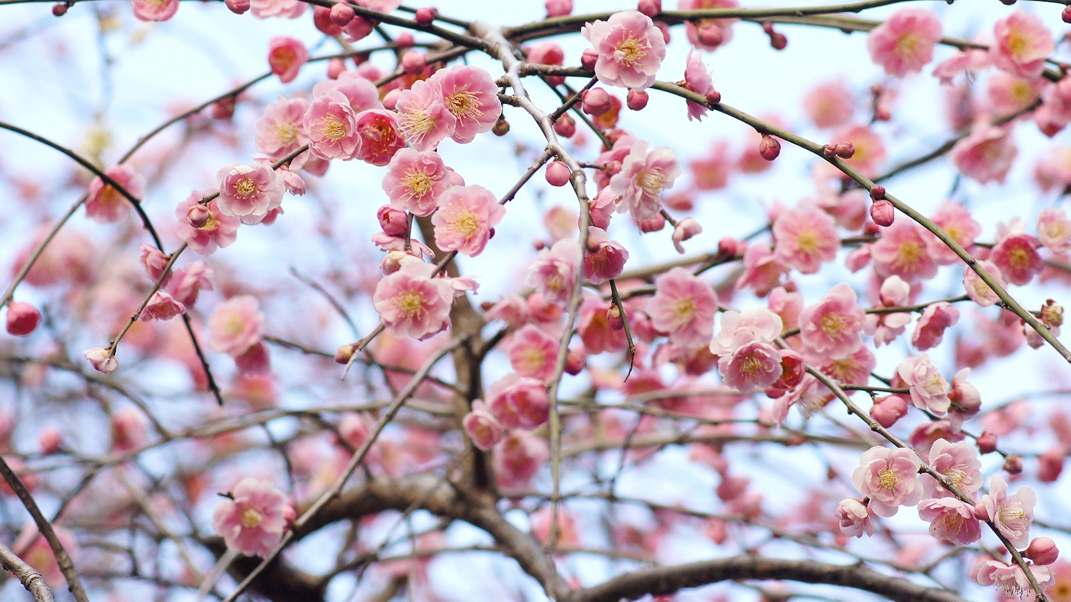Gros plan sur des branches de cerisier en fleurs