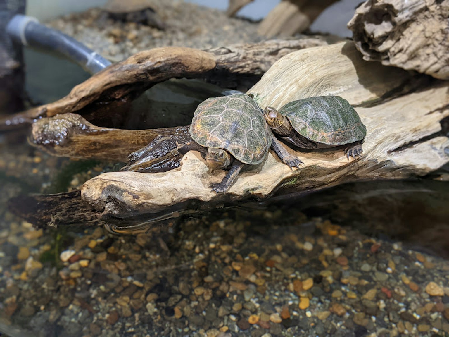 Two turtles resting on driftwood in a tank