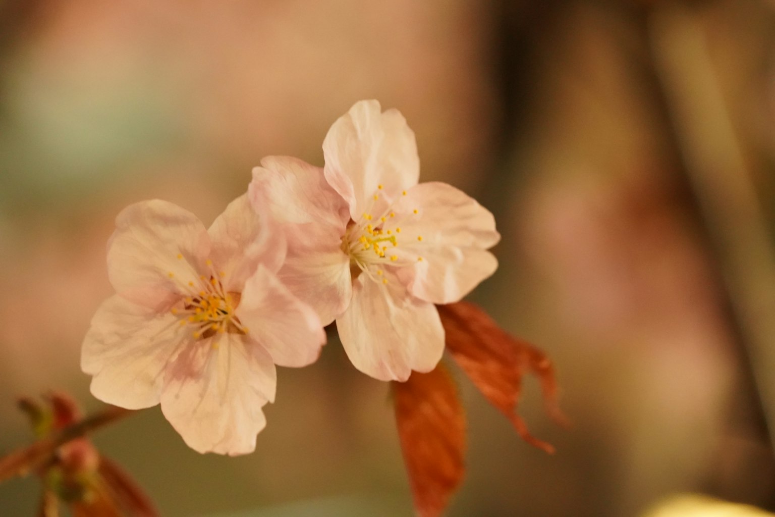两朵樱花，柔和的粉色花瓣和黄色雄蕊