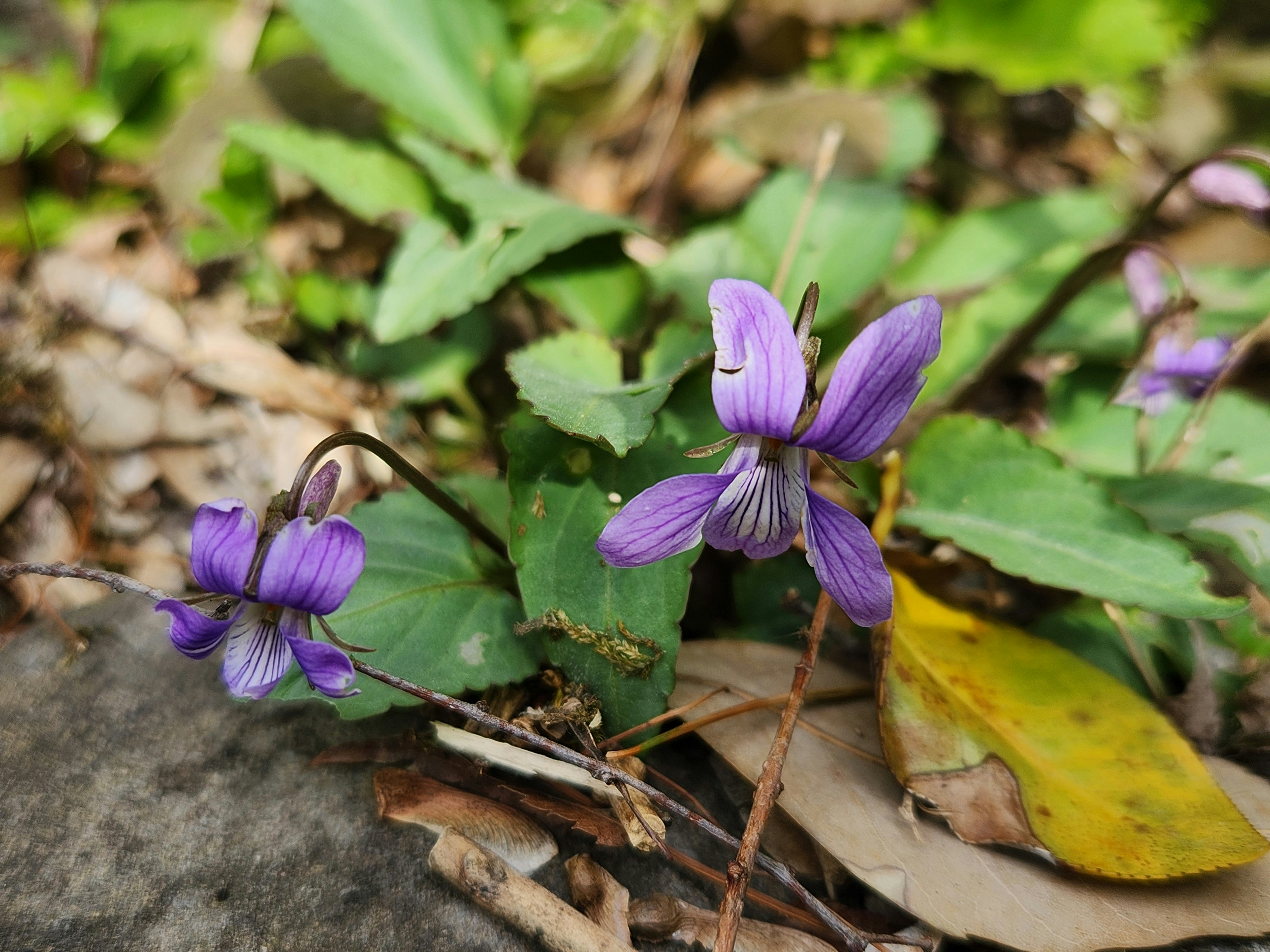 落ち葉の上に咲くすみれの花