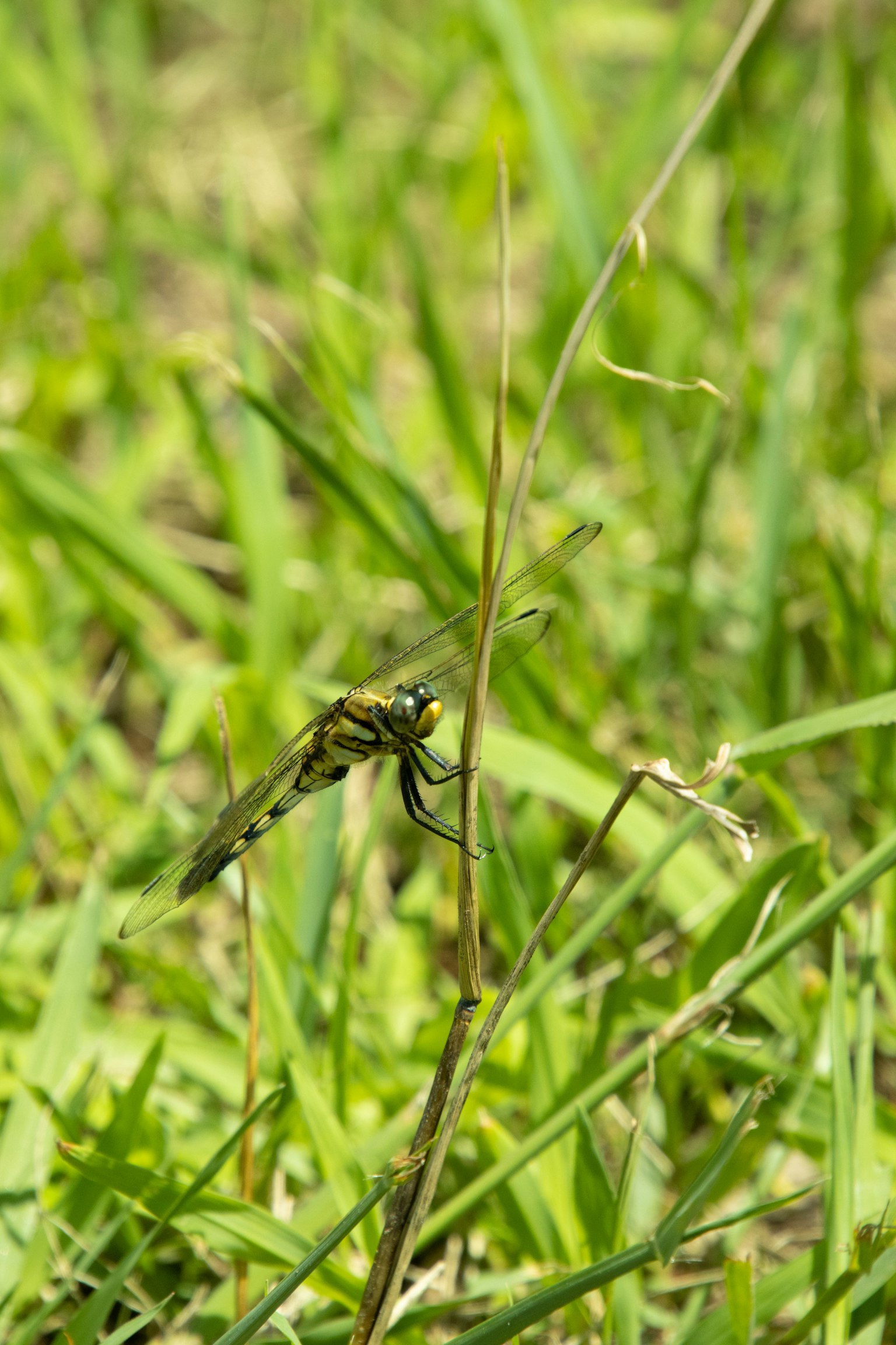 Nahaufnahme eines Insekts, das auf grünem Gras ruht
