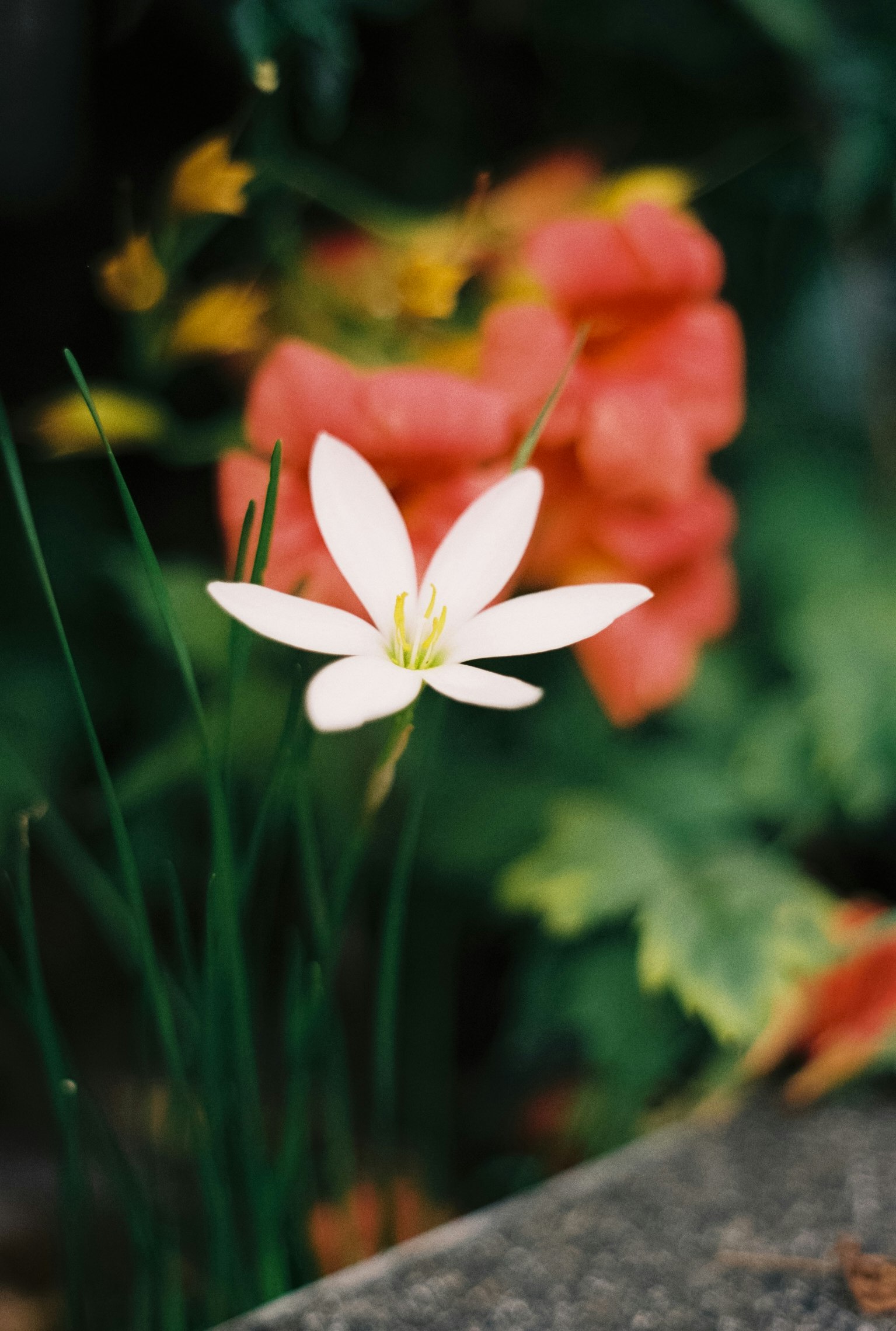 花壇の一輪の白い花とボケた色とりどりの花