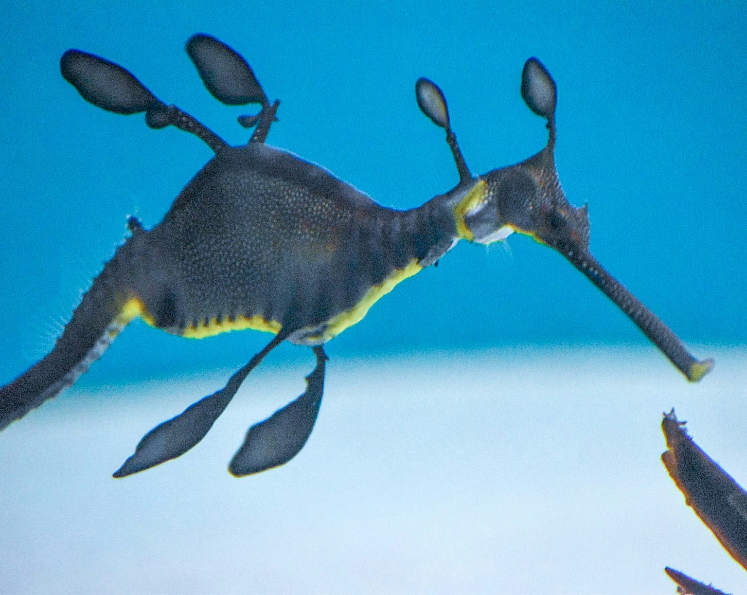 Ein Seepferdchen drache schwimmt im blauen Wasser
