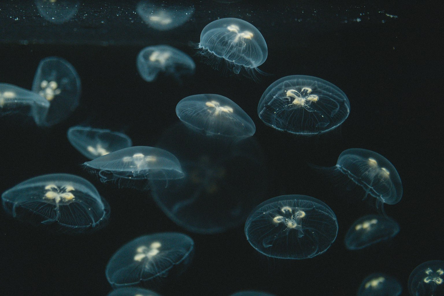 Eine Gruppe von Quallen, die im Wasser schwimmt, mit glänzenden blauen Körpern und transparenten Glocken