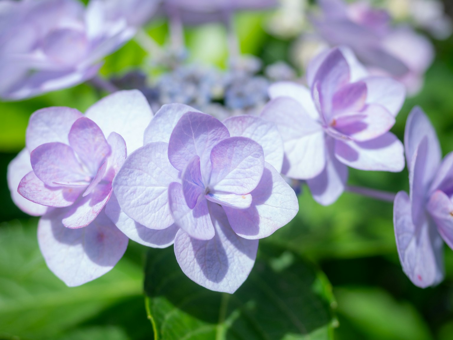 Nahaufnahme von Hortensienblüten in Violetttönen