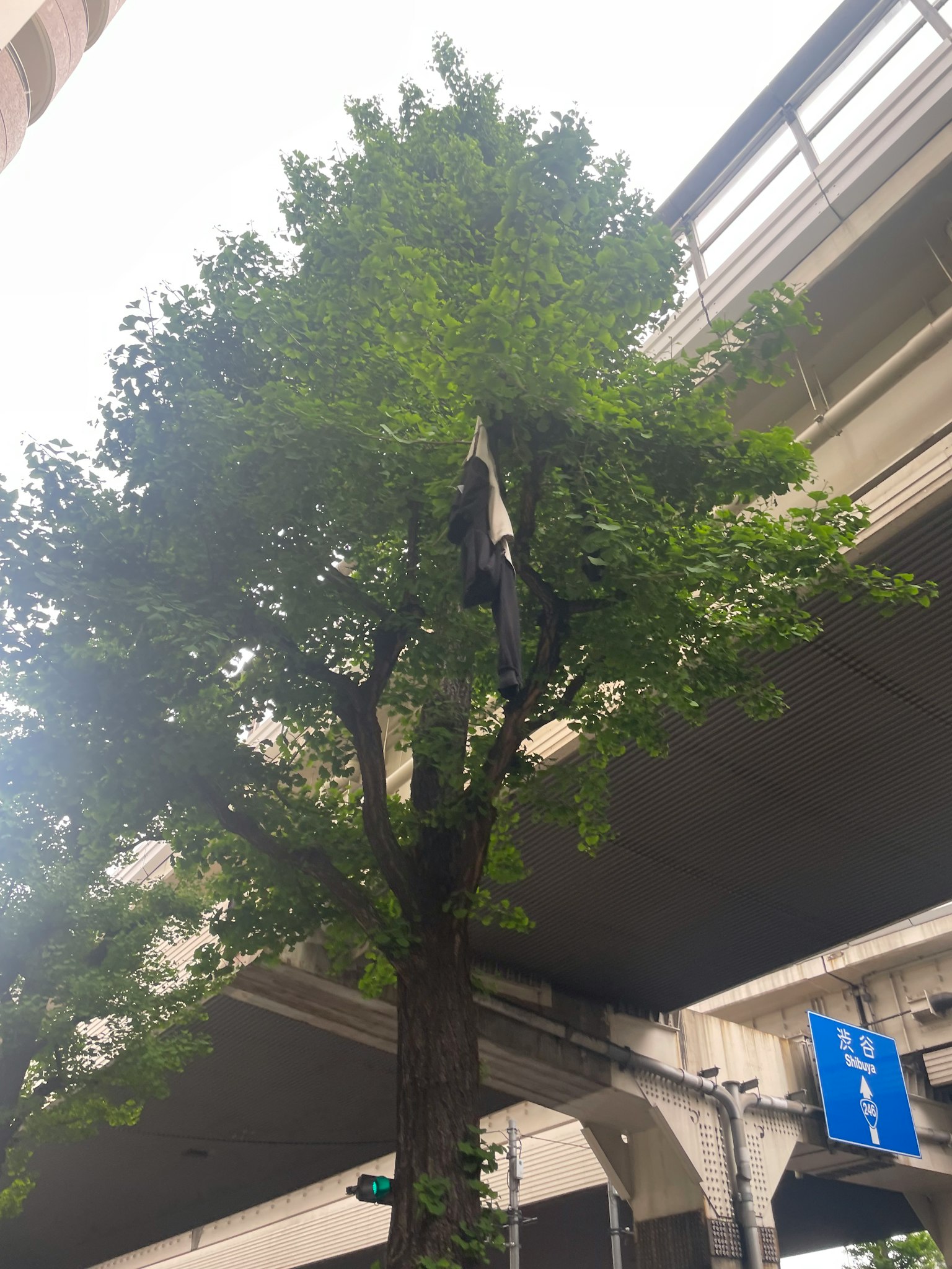 고가도로 아래에 있는 푸르고 무성한 나무와 도시 풍경