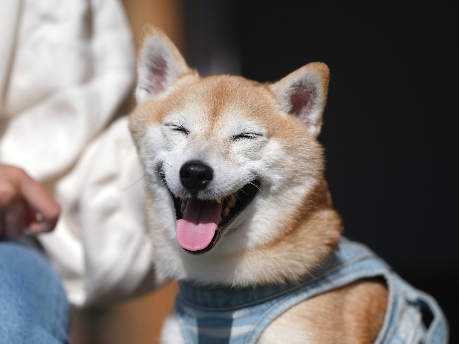 Shiba Inu sorridente con un maglione blu