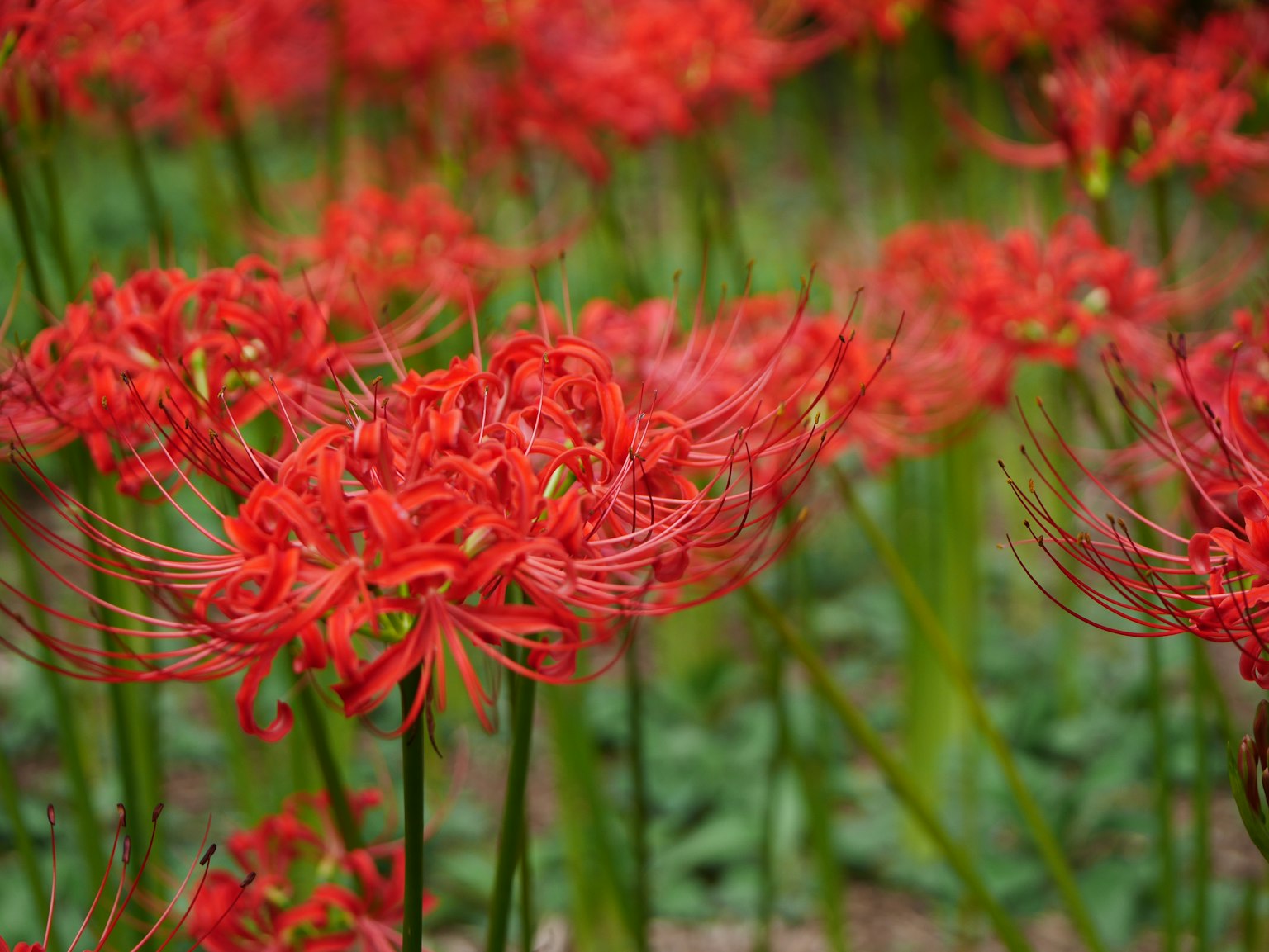 Lirios araña rojos vibrantes floreciendo en un campo