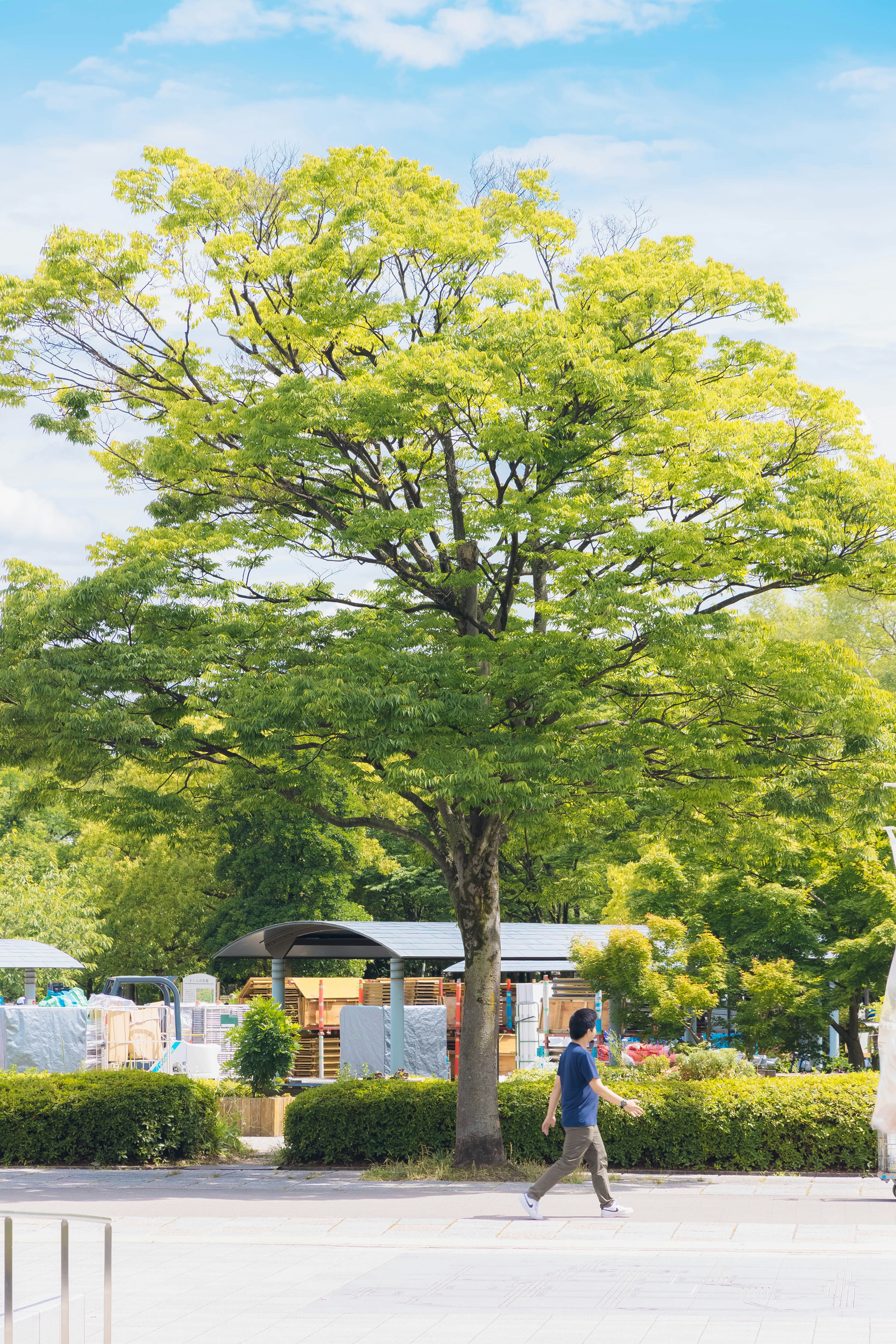 緑の木々と芝生のある屋外の散歩道