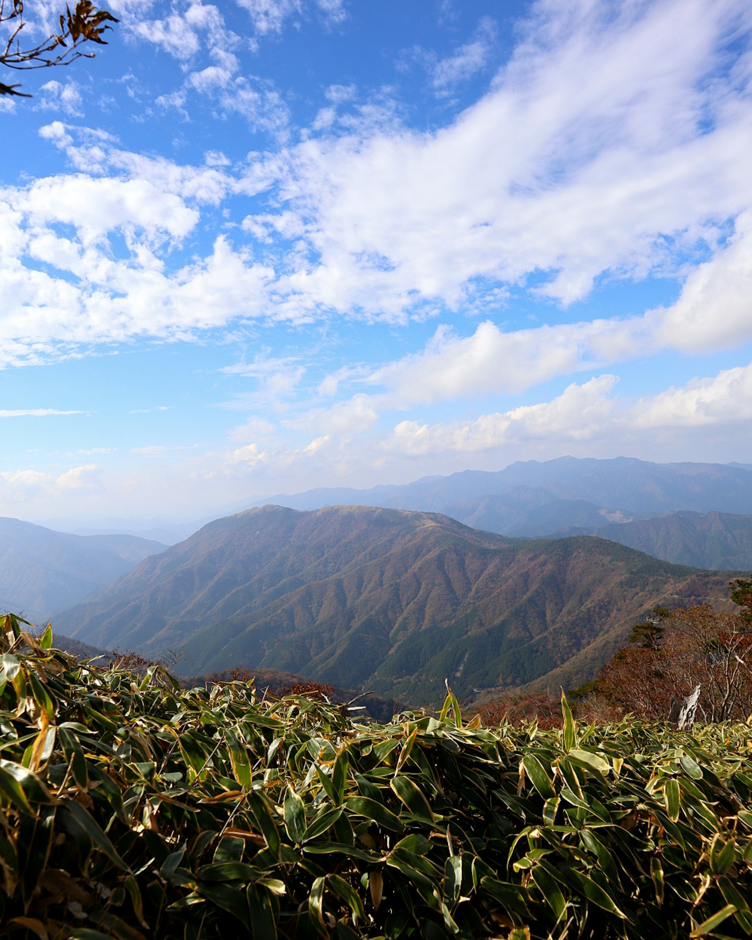 Piante verdi in primo piano con montagne e cielo blu sullo sfondo