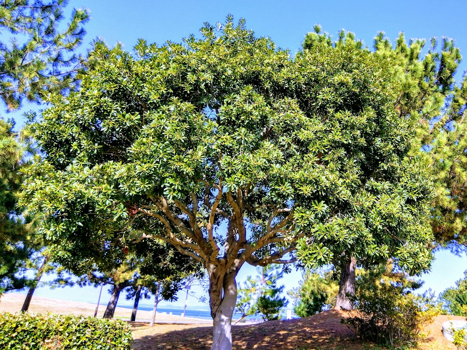 Ein großer Baum mit üppigem grünem Laub unter einem klaren blauen Himmel