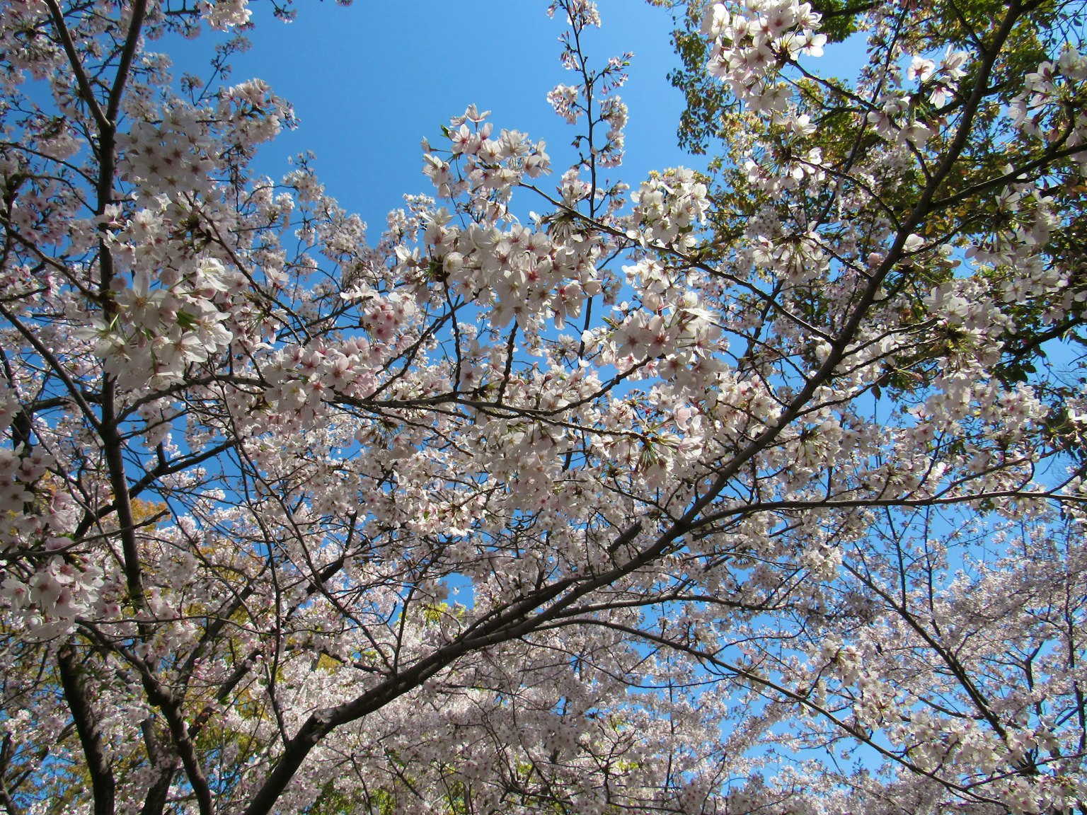 Fiori di ciliegio in piena fioritura contro un cielo blu