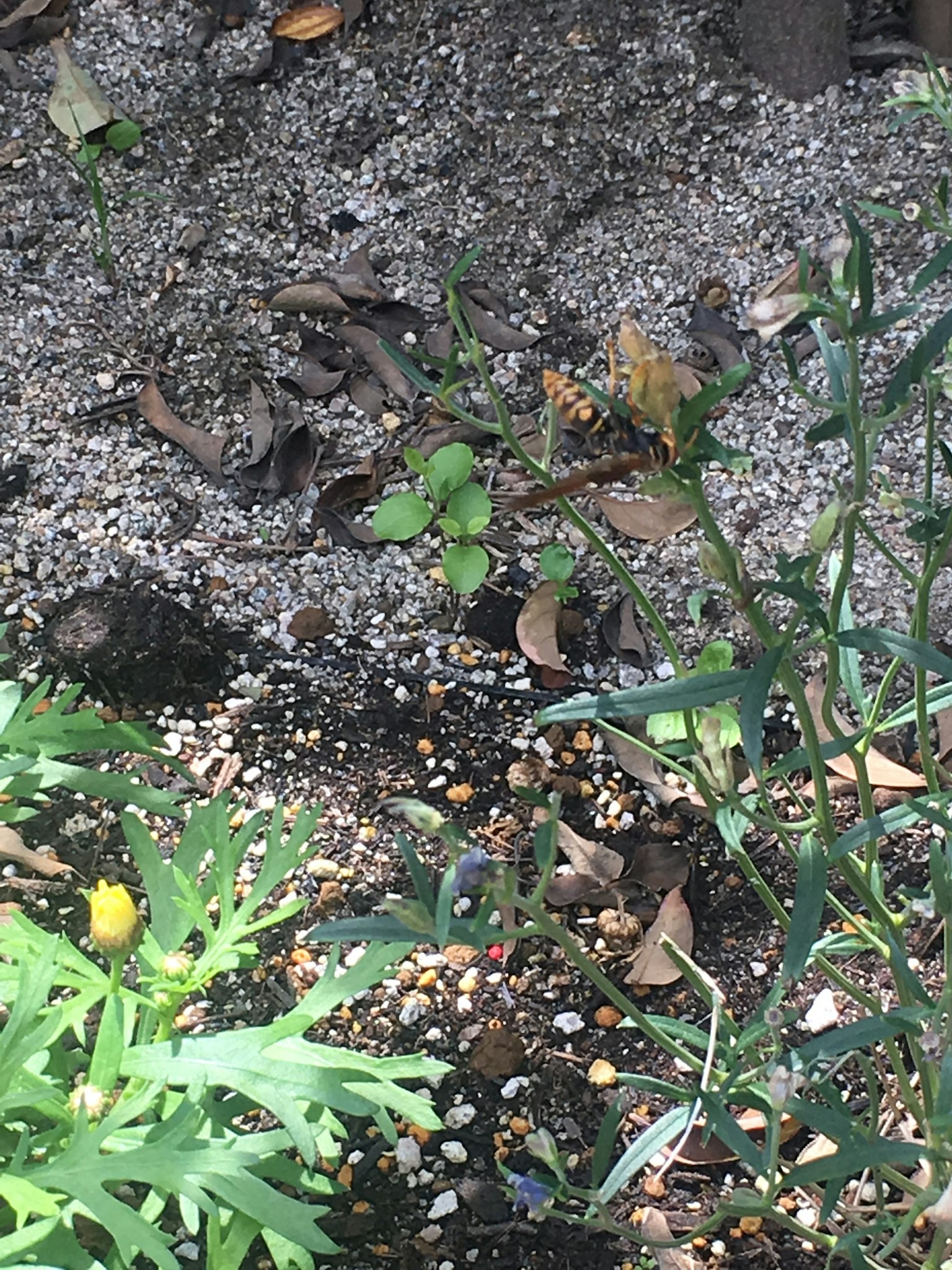 Ein Gartenbereich mit grünen Pflanzen und kleinen gelben Blumen zwischen Kies