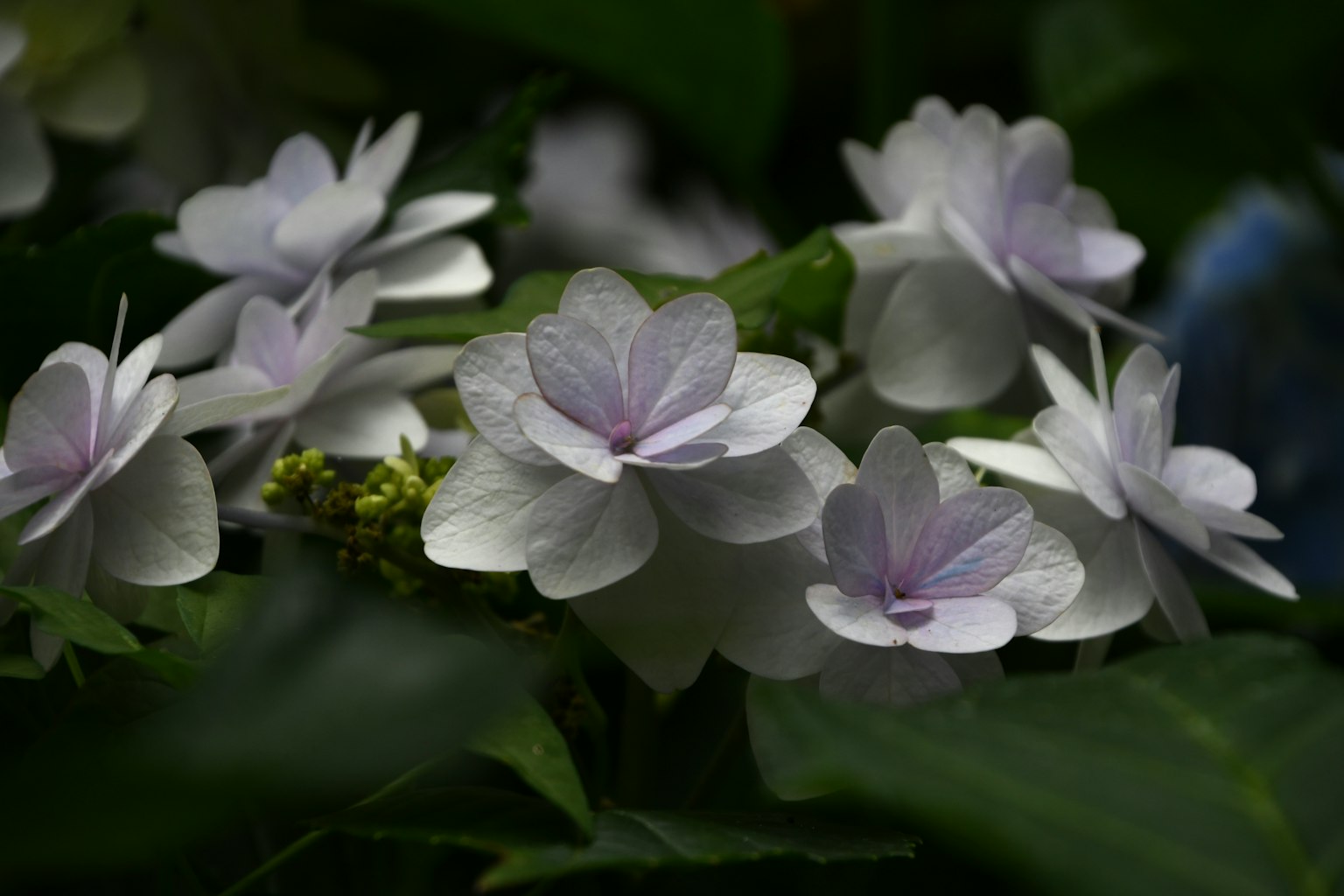 Nahaufnahme von blasslila blühenden Blumen an einer Pflanze
