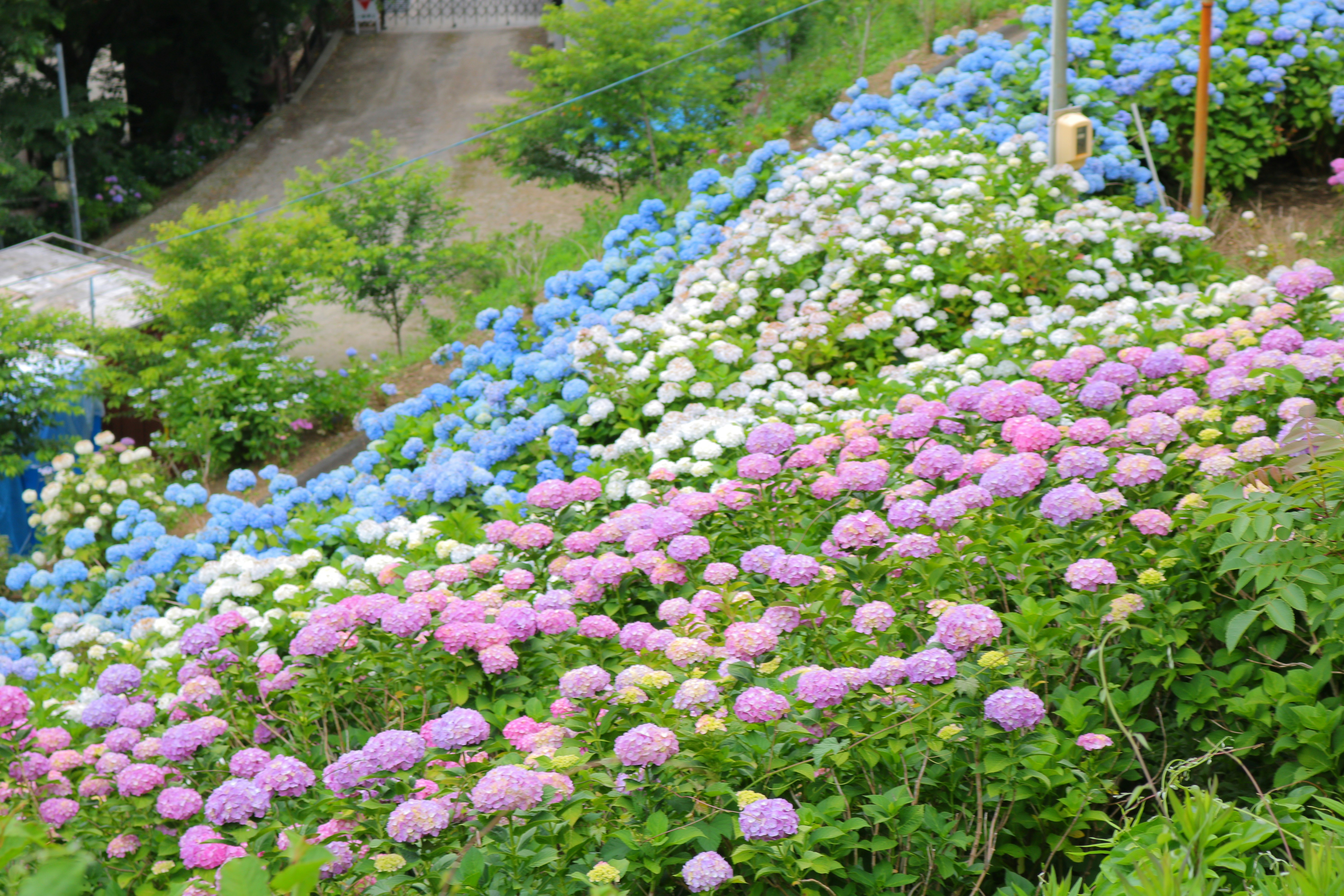 色とりどりのアジサイが咲く花壇の風景