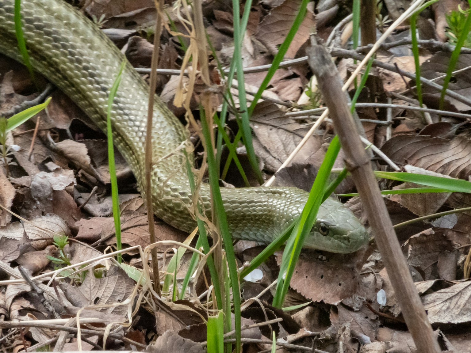 Serpiente verde deslizándose entre la hierba y las hojas