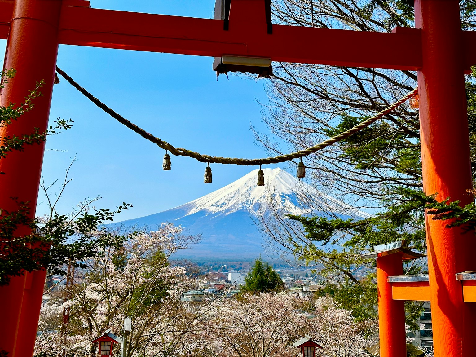 Cổng torii đỏ với hoa anh đào và núi Phú Sĩ ở phía sau