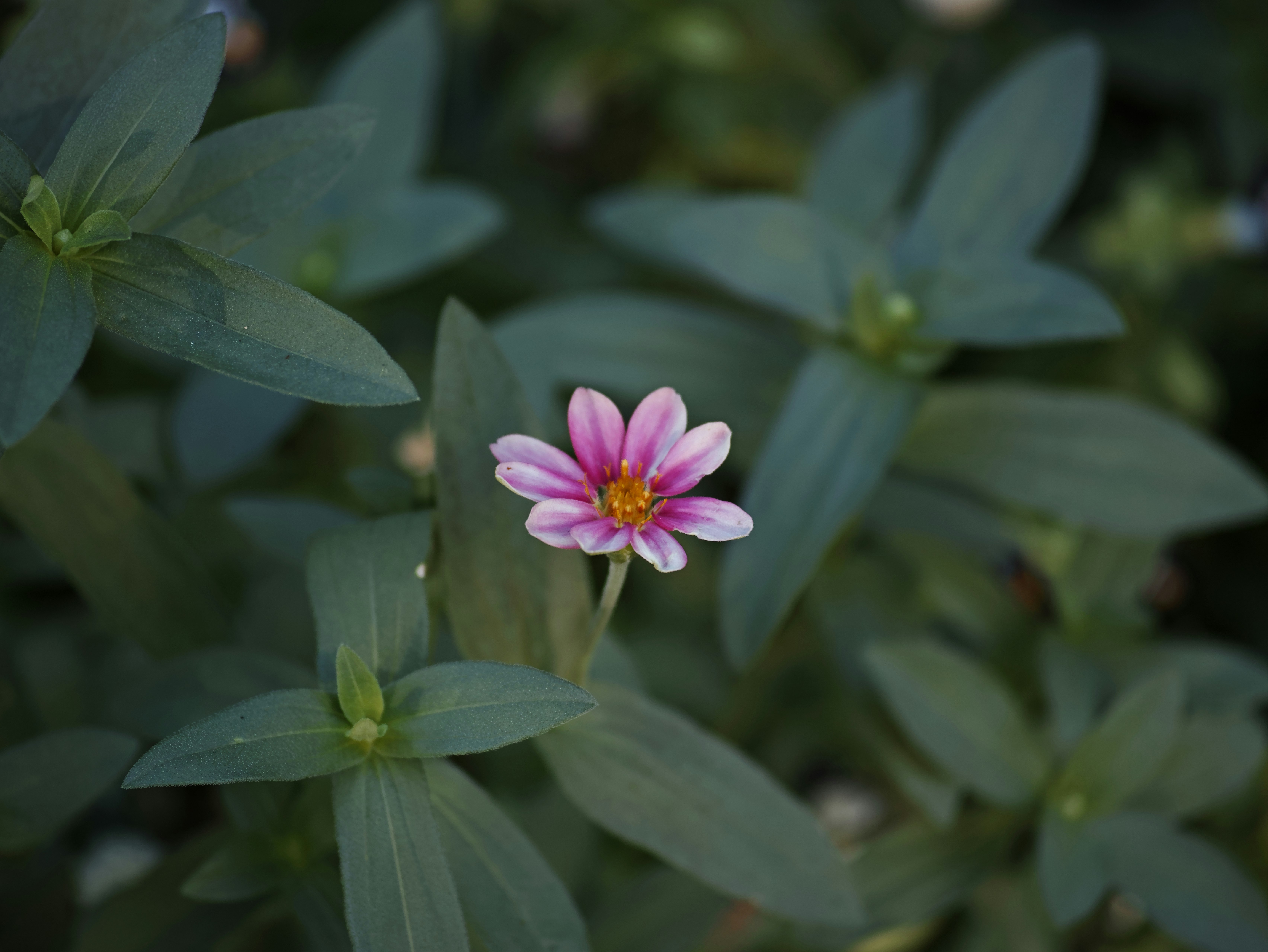 Makroaufnahme einer rosa Blume umgeben von Blättern