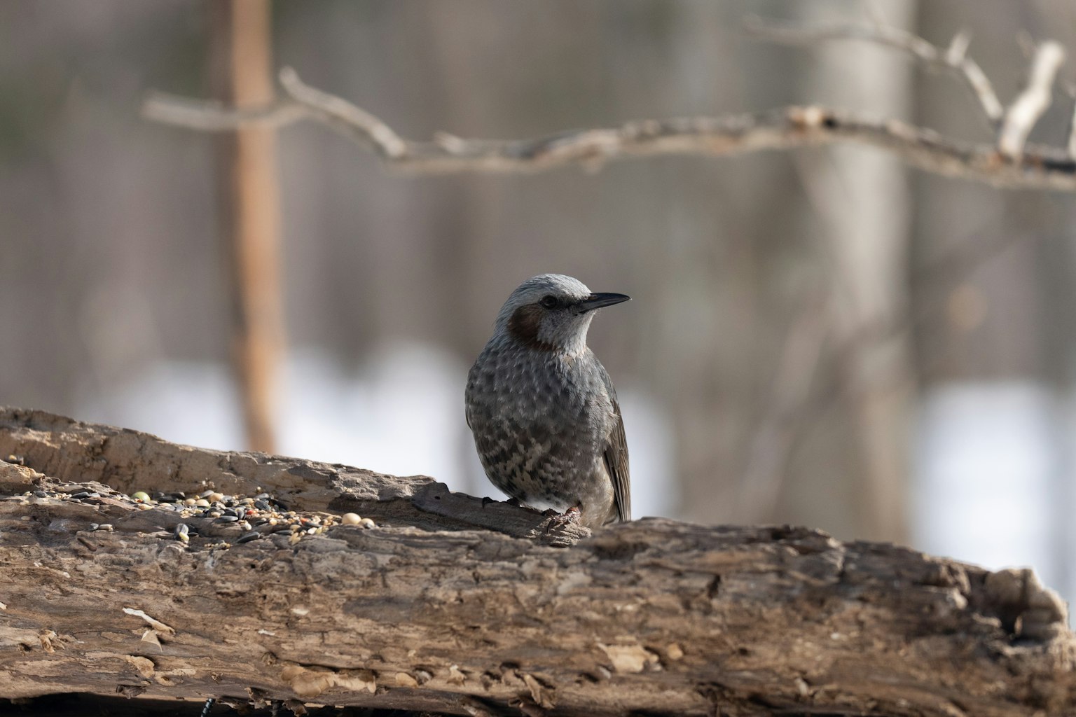 Uccello grigio appollaiato su un tronco in una foresta invernale