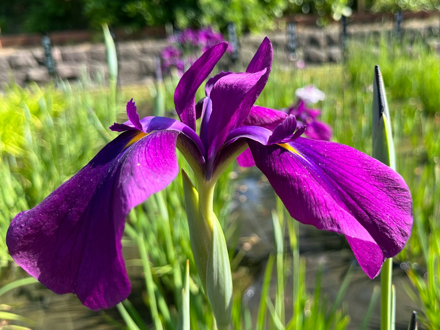Hermosa flor de iris púrpura floreciendo junto al agua