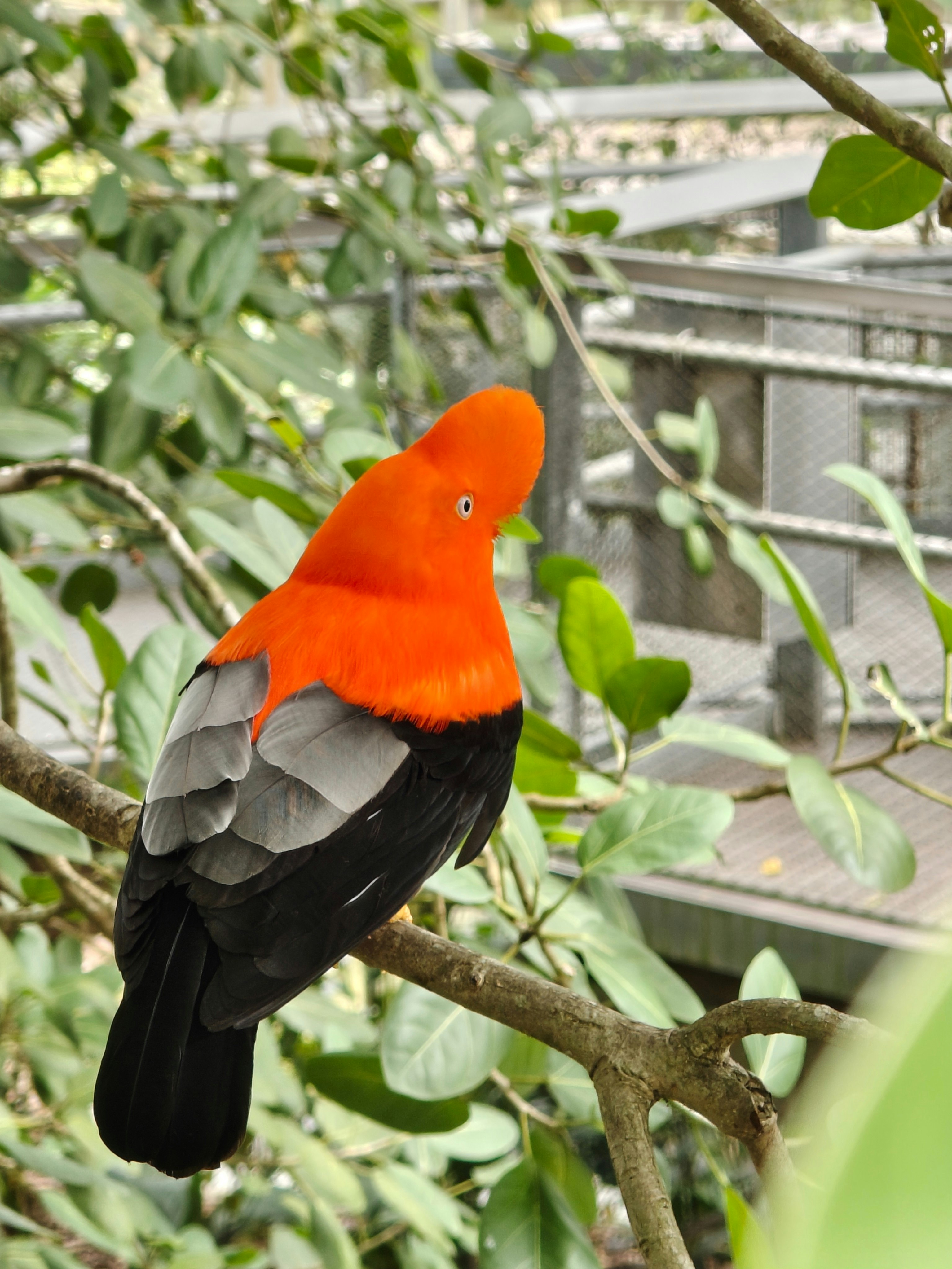 オレンジと黒の鳥が枝にとまるバードパラダイスの展示