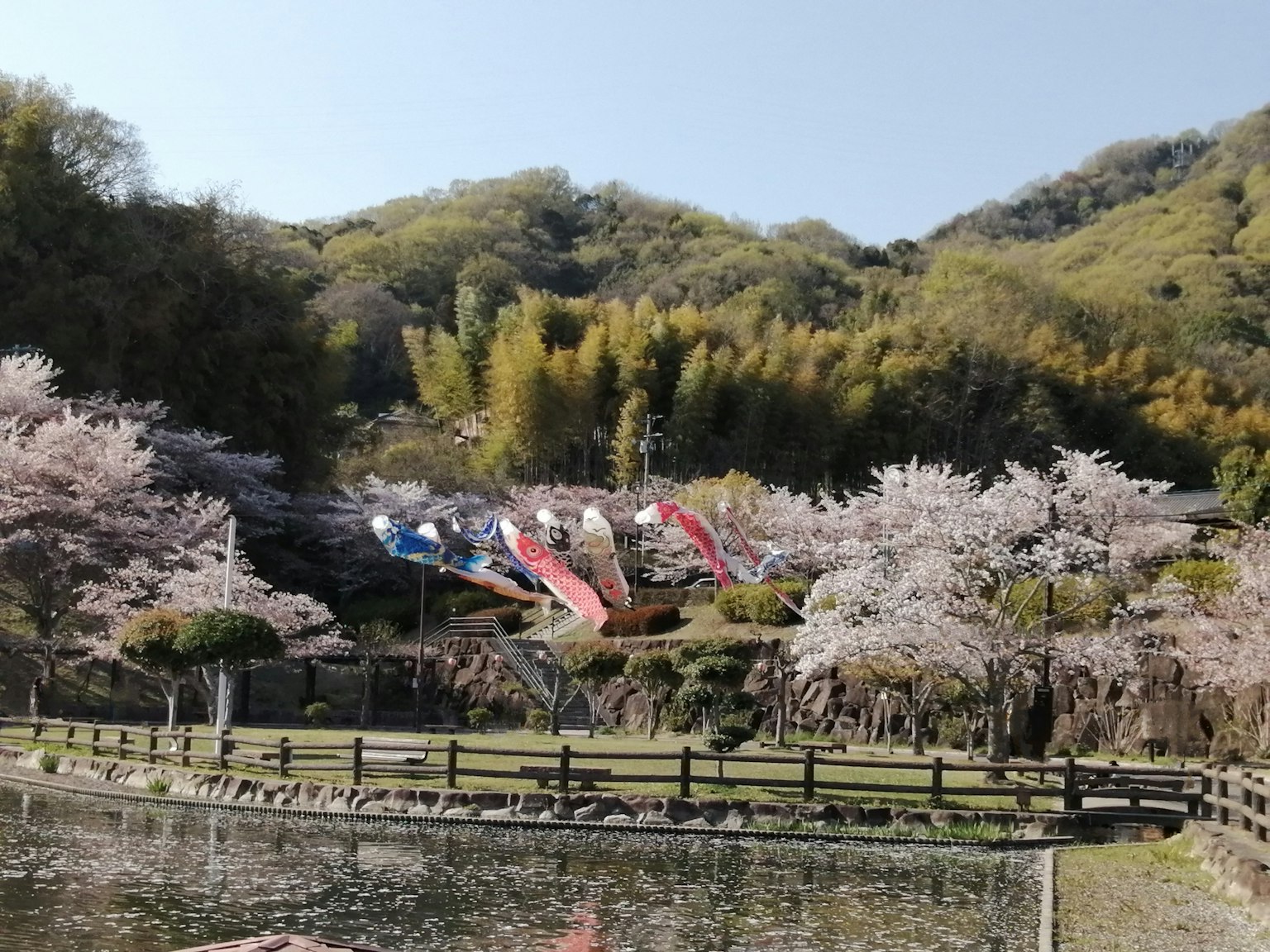 Vue panoramique d'un parc avec des cerisiers en fleurs et des carpes décoratives