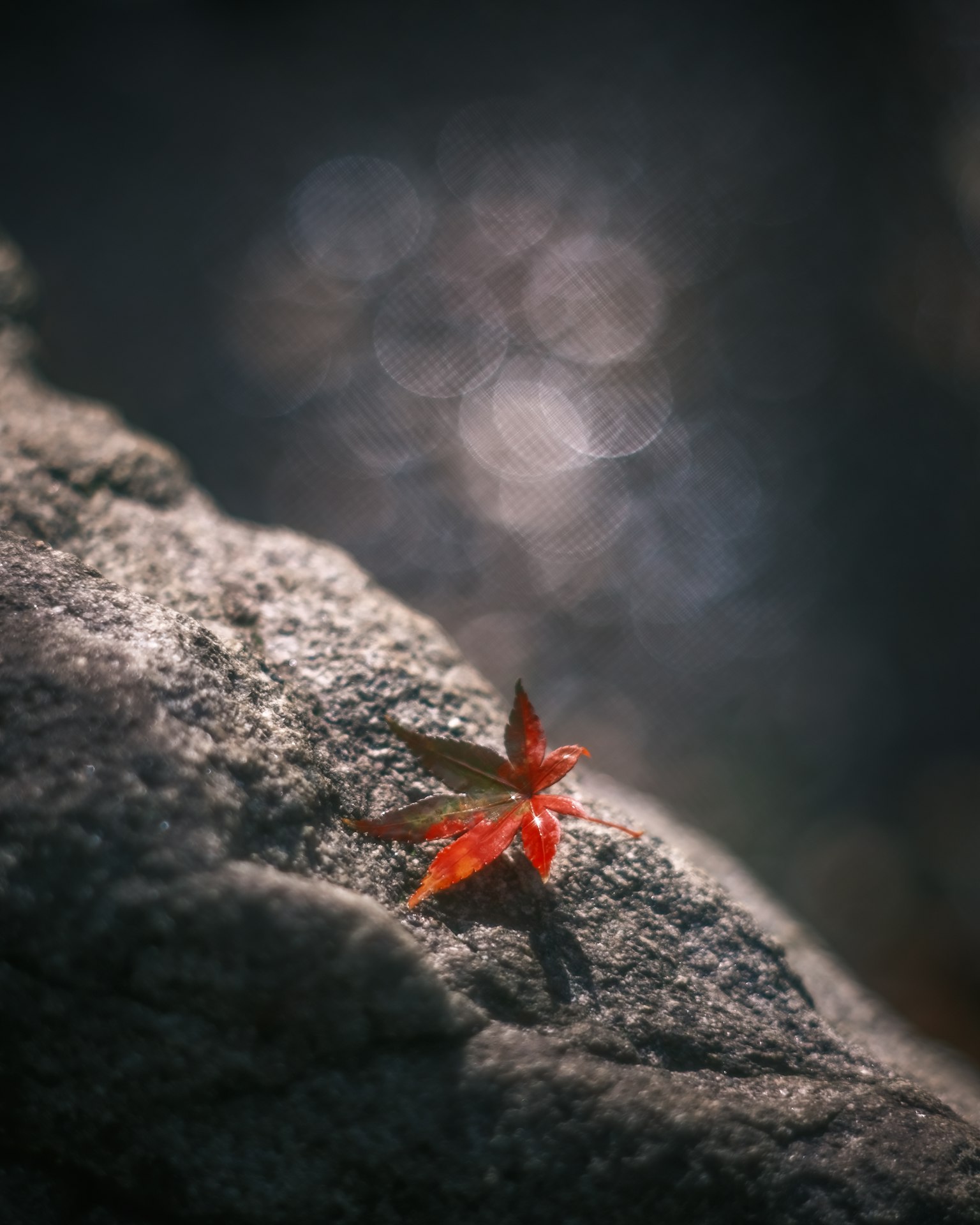 Una hoja roja sobre una roca con luz difusa de fondo