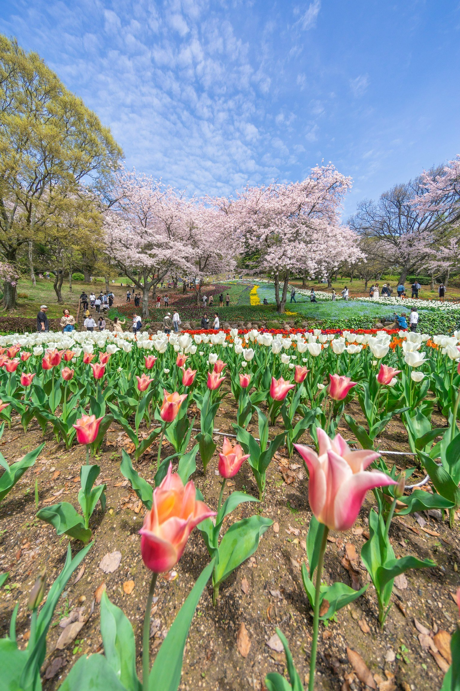 公園中的五彩繽紛的鬱金香和櫻花樹
