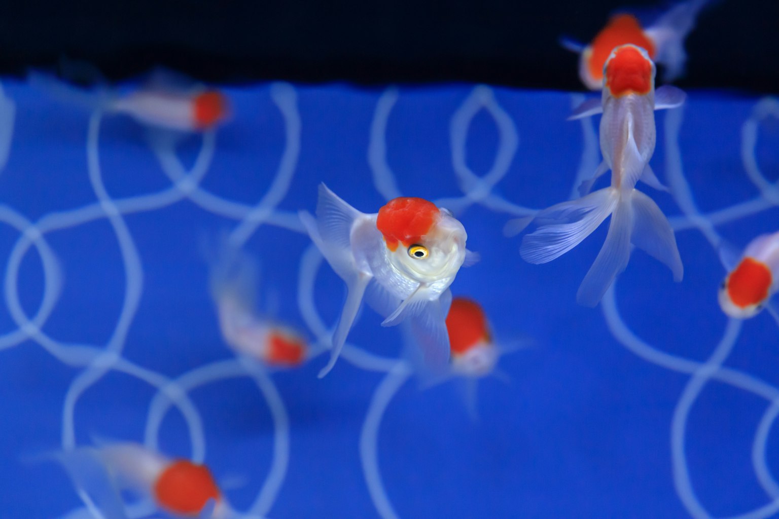 Peces dorados transparentes con cabezas rojas nadando en un fondo azul