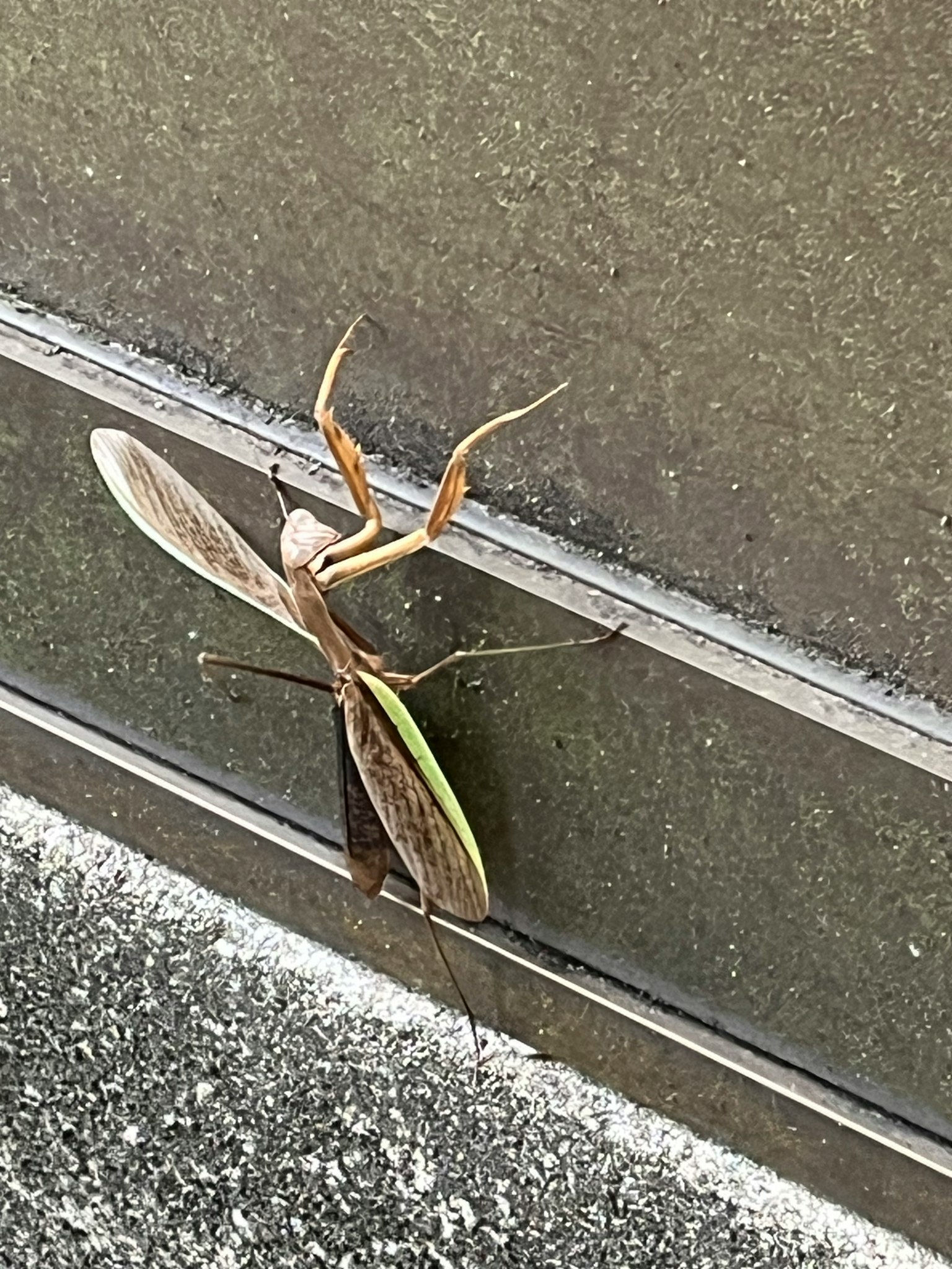 Insecte avec des ailes vertes reposant sur une surface métallique