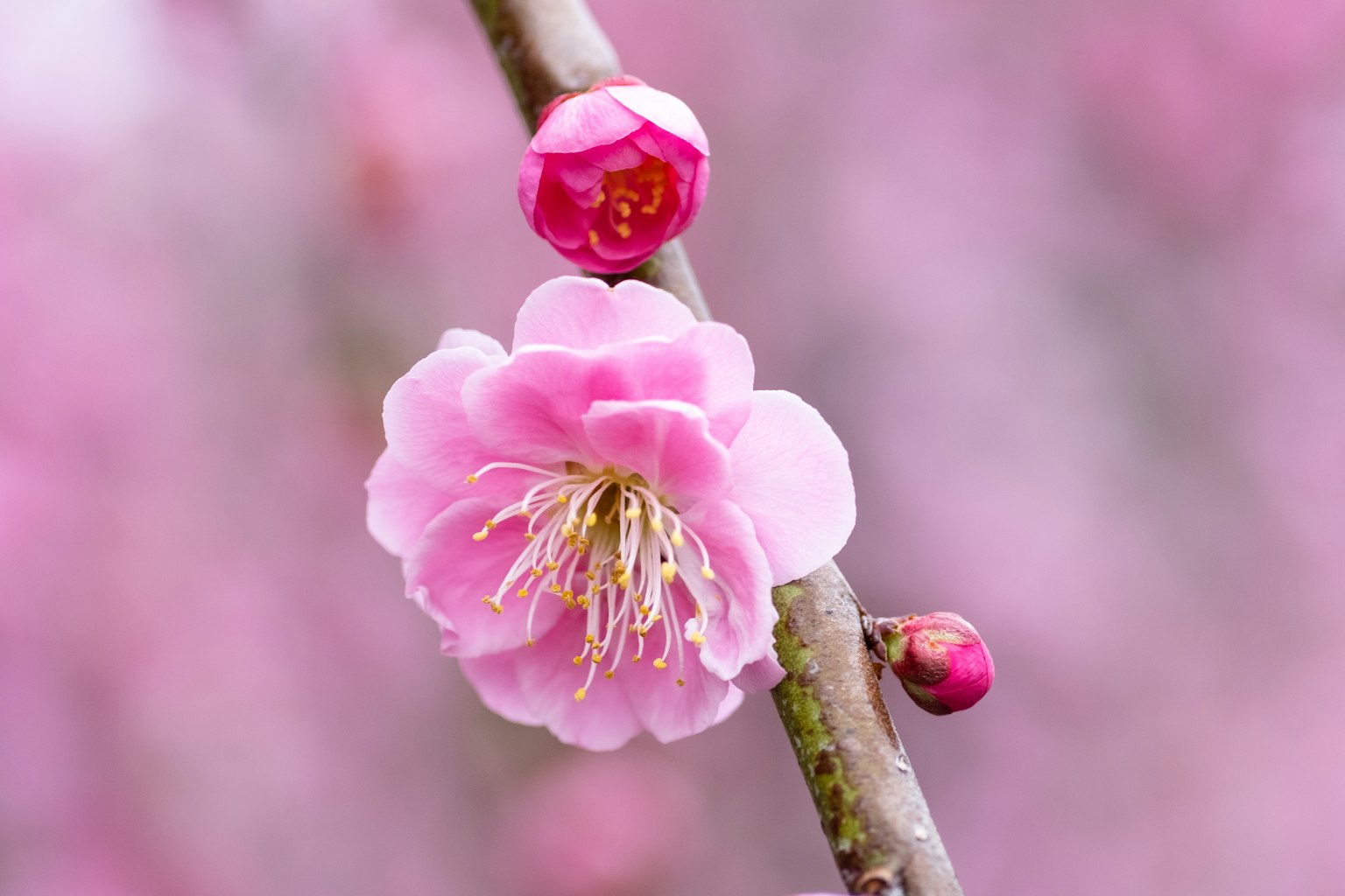 Un bellissimo fiore di prugno rosa e boccioli su un ramo