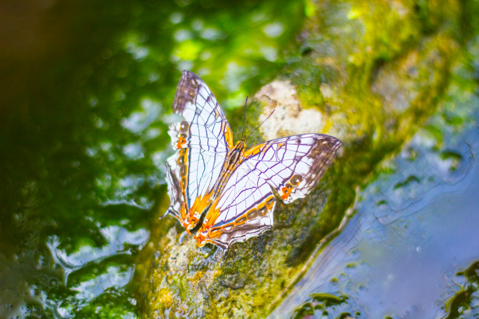 Una bella farfalla che riposa vicino all'acqua con ali arancioni e bianche