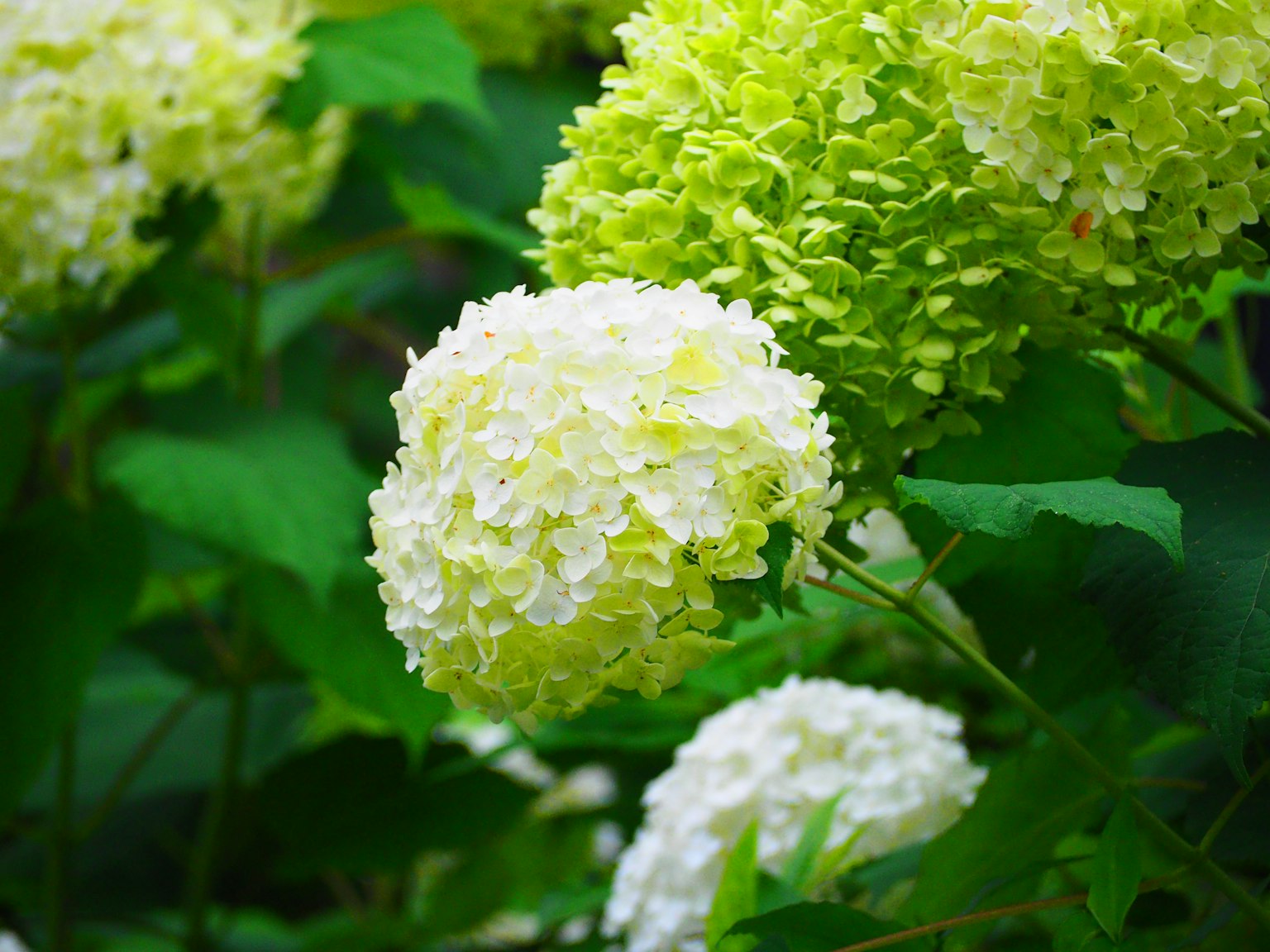 Primo piano di fiori di ortensia bianchi e verdi