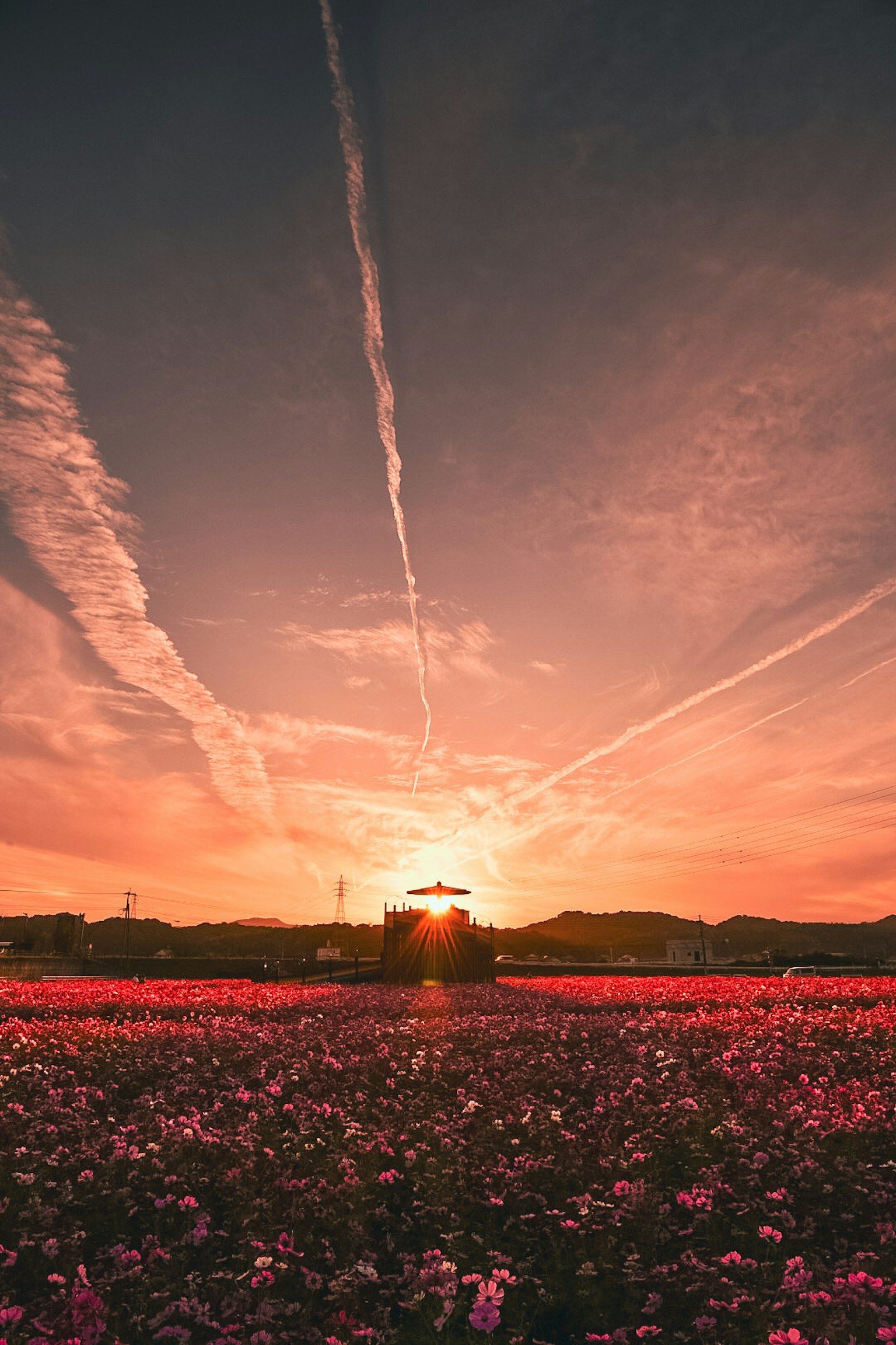 夕日が沈む花畑の風景 美しいピンクの花々と空の雲の模様