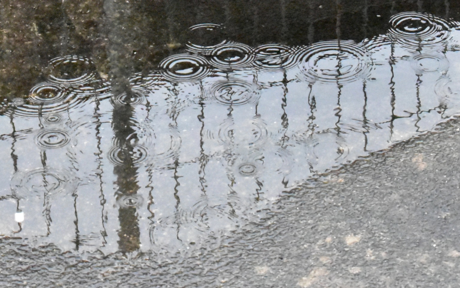 Ripples and fence reflection in a puddle