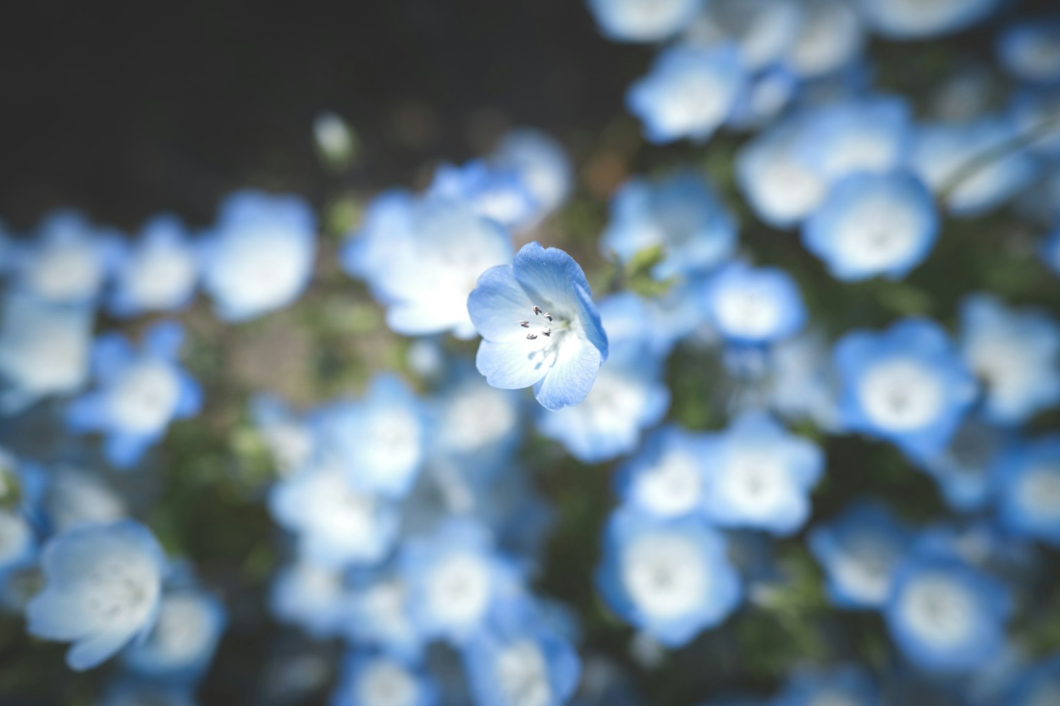 Close-up of blue flowers densely blooming