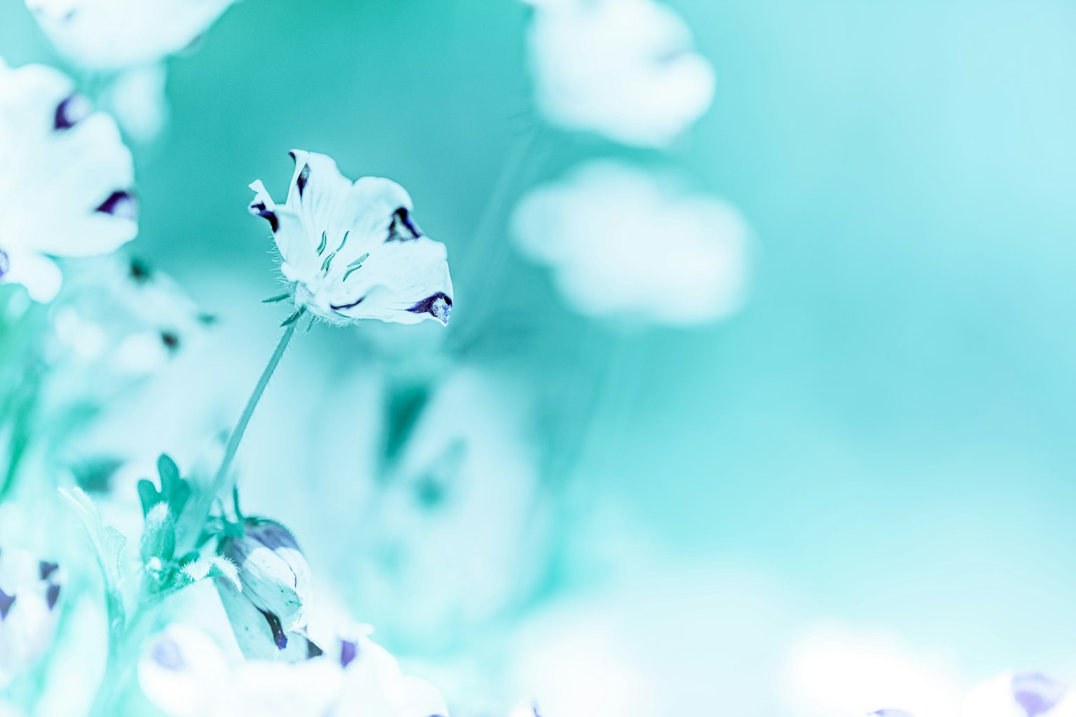 Primer plano de flores blancas sobre fondo azul