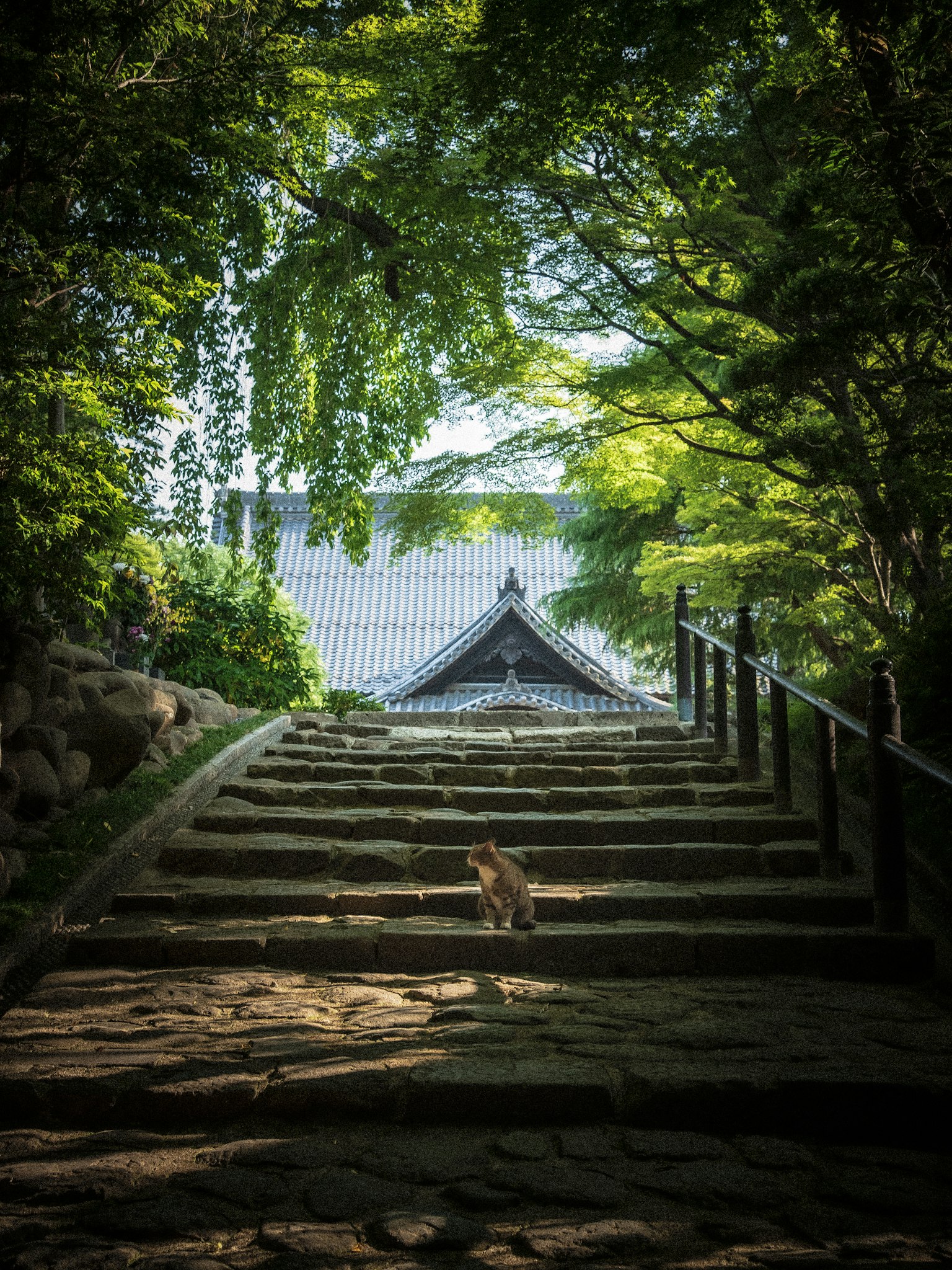 貓走在石階上，周圍是郁郁蔥蔥的綠樹和背景中的寺廟屋頂
