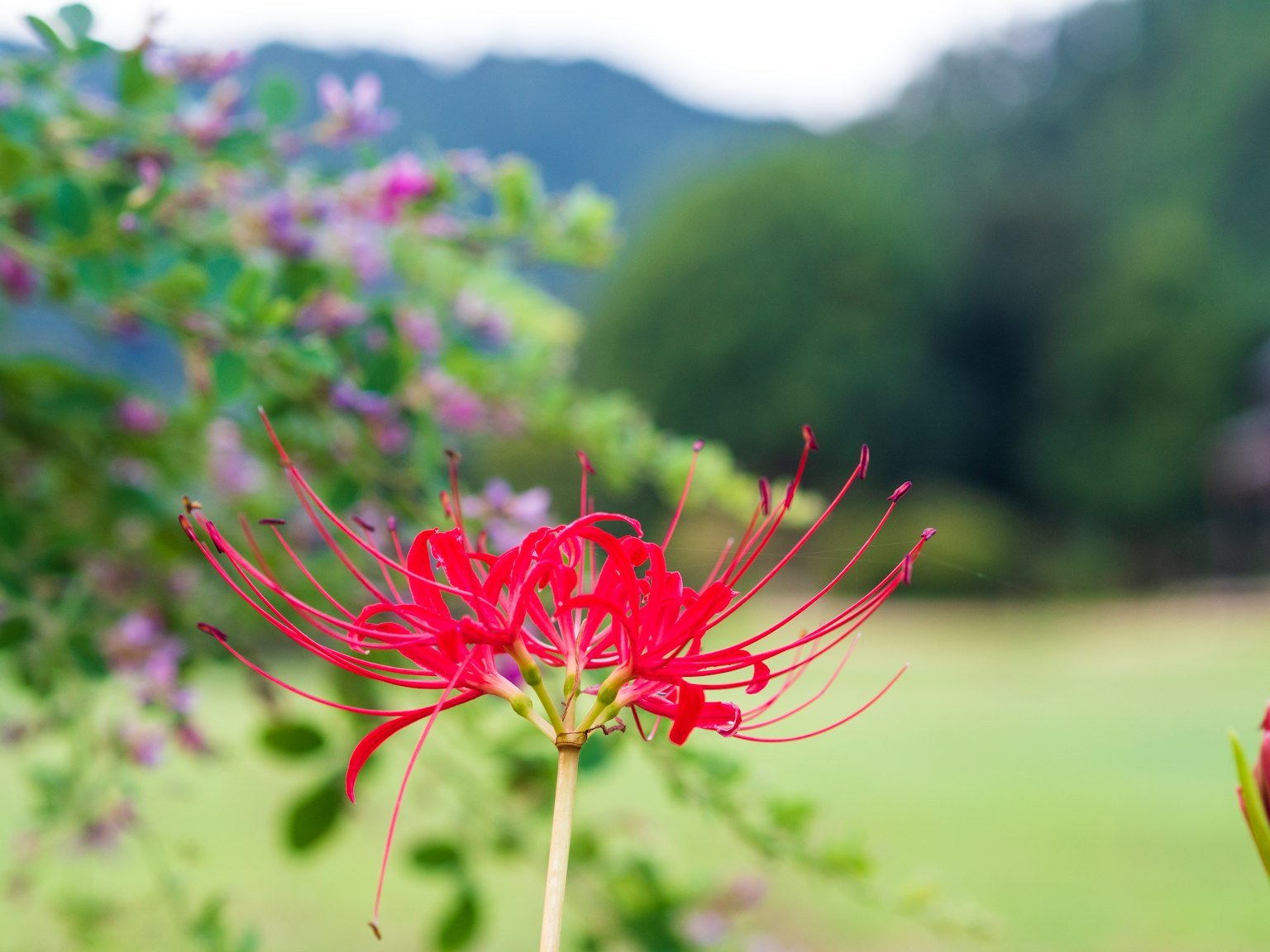 Lys araignée rouge dans un paysage vert avec arrière-plan flou