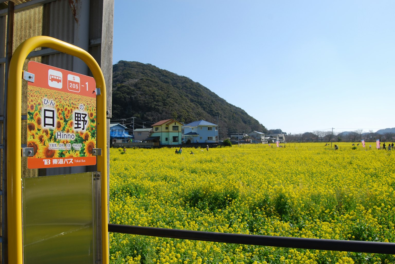 風景如畫的油菜花田與火車站標誌