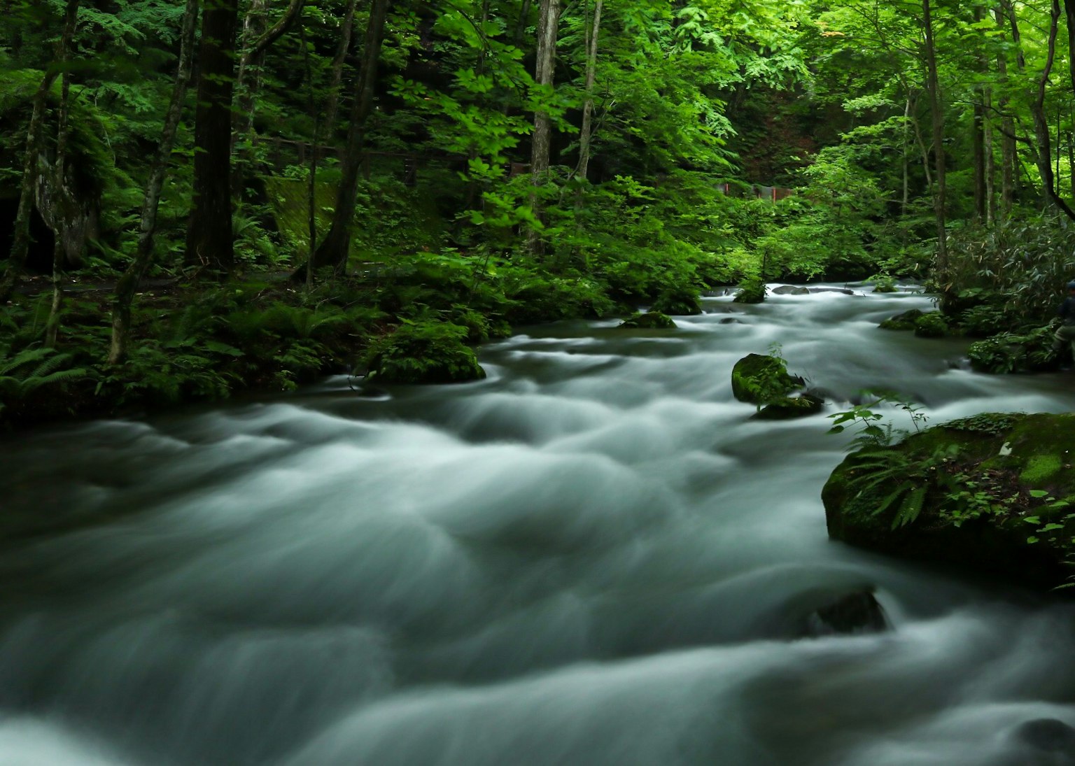 Sungai tenang mengalir melalui hutan lebat