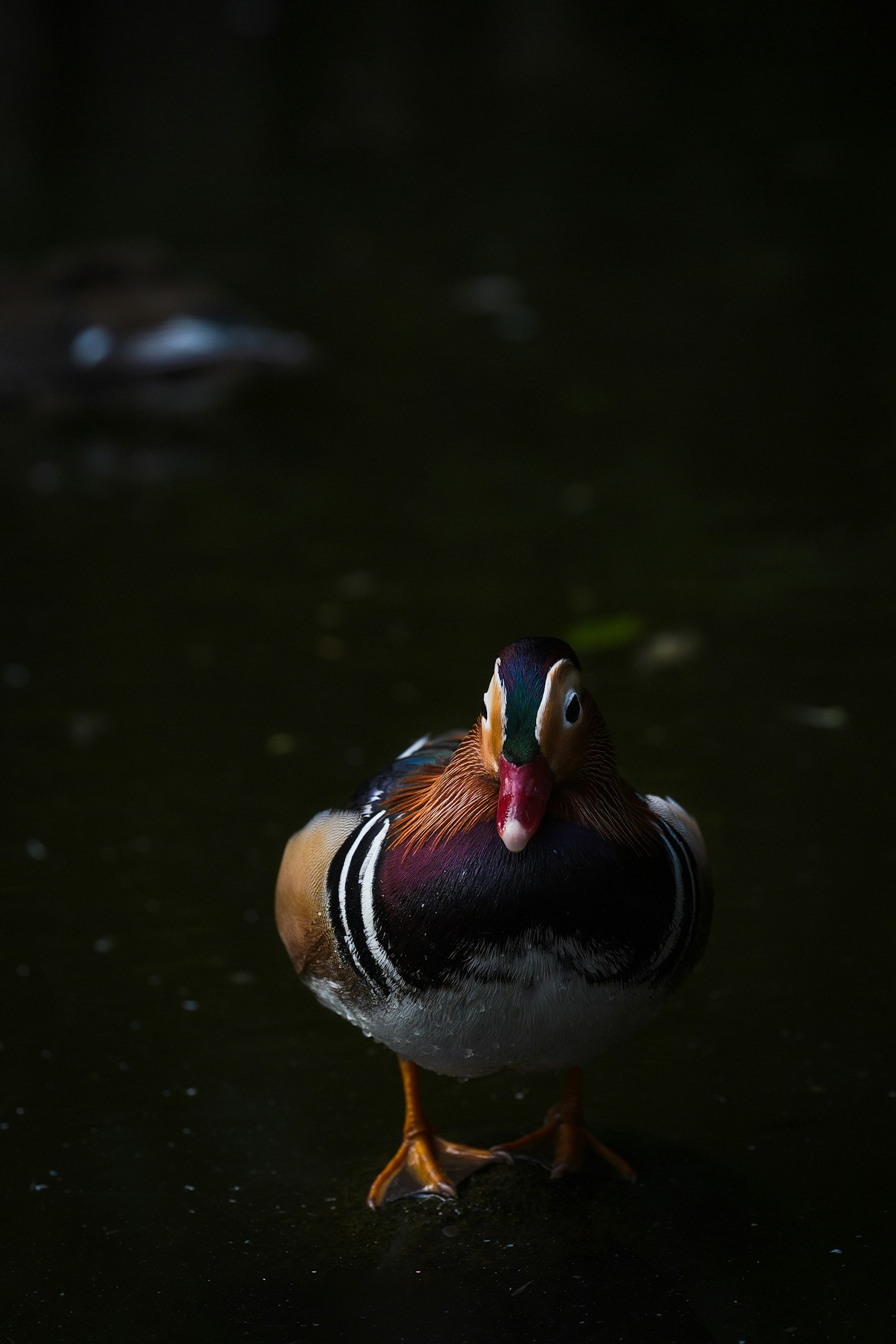 Männlicher Mandarinente steht auf dunklem Wasser